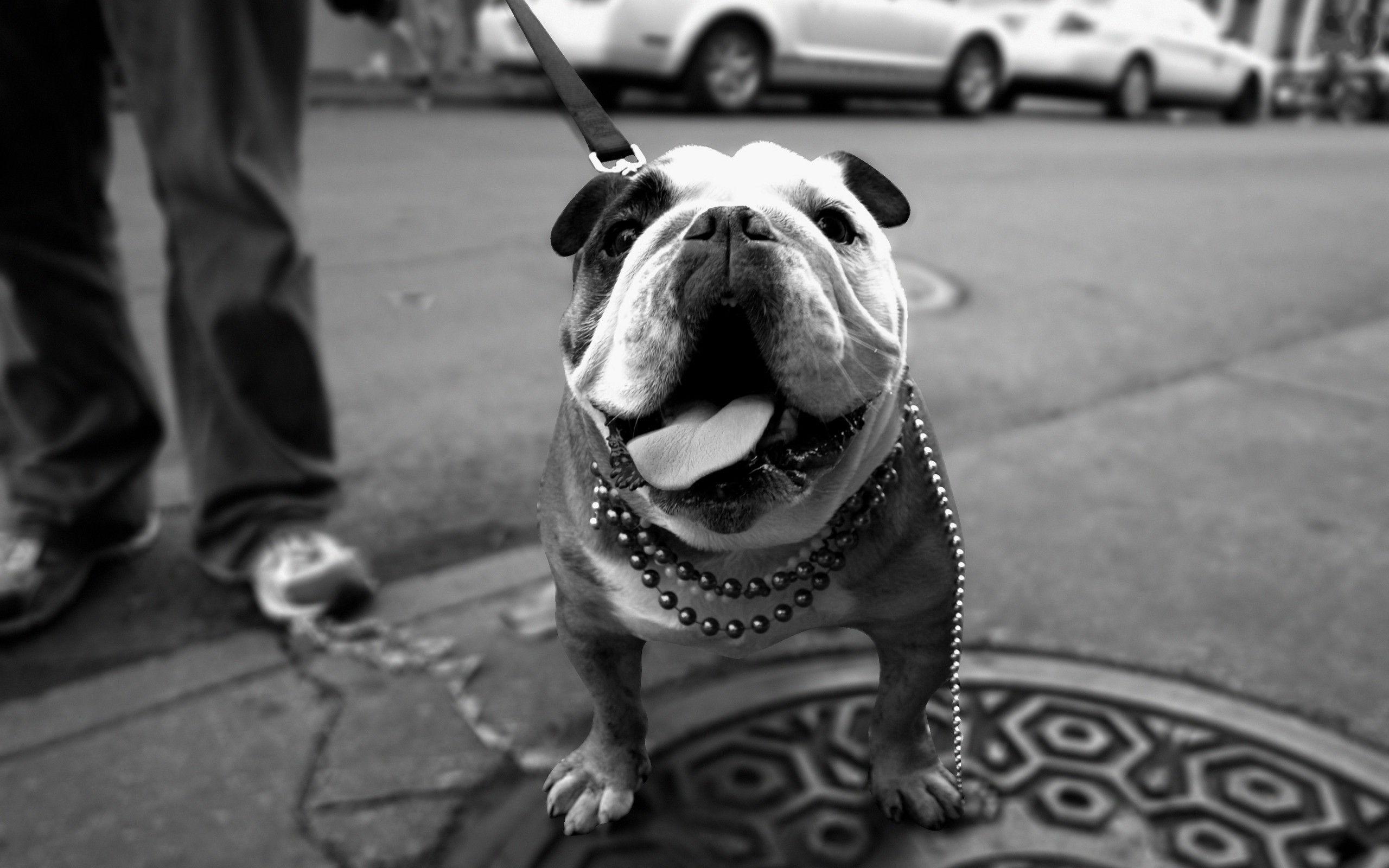 2560x1600 French Bulldog Wallpaper HD