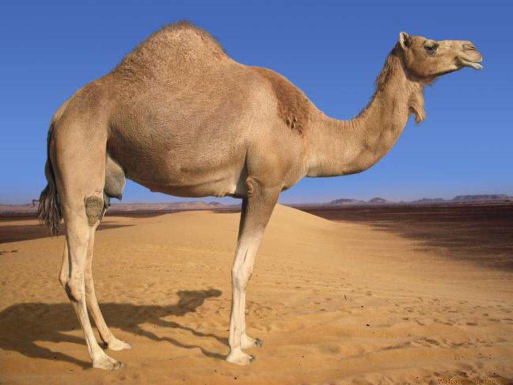 Camel Images