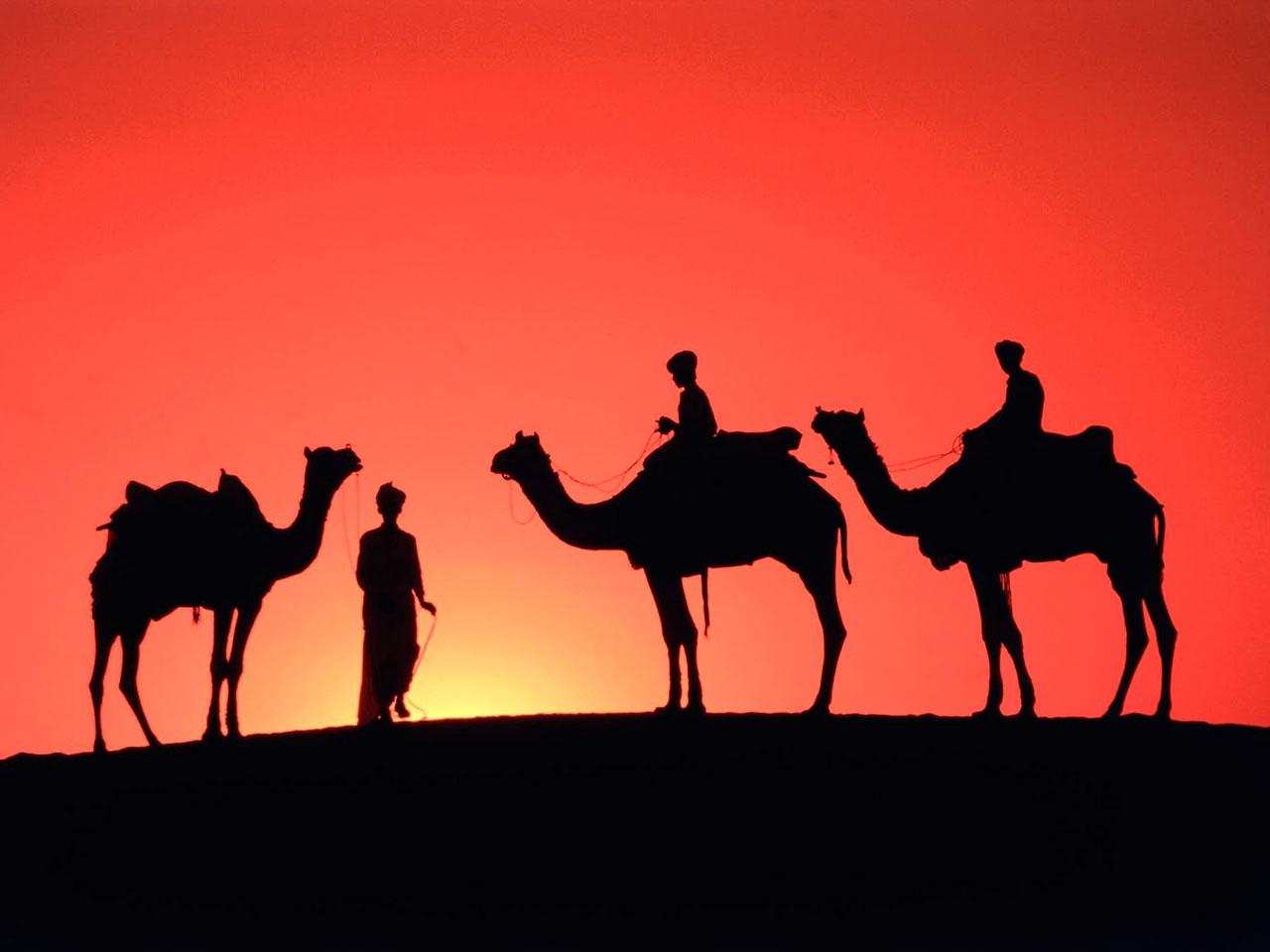 1280x960 Camel wallpaperx960