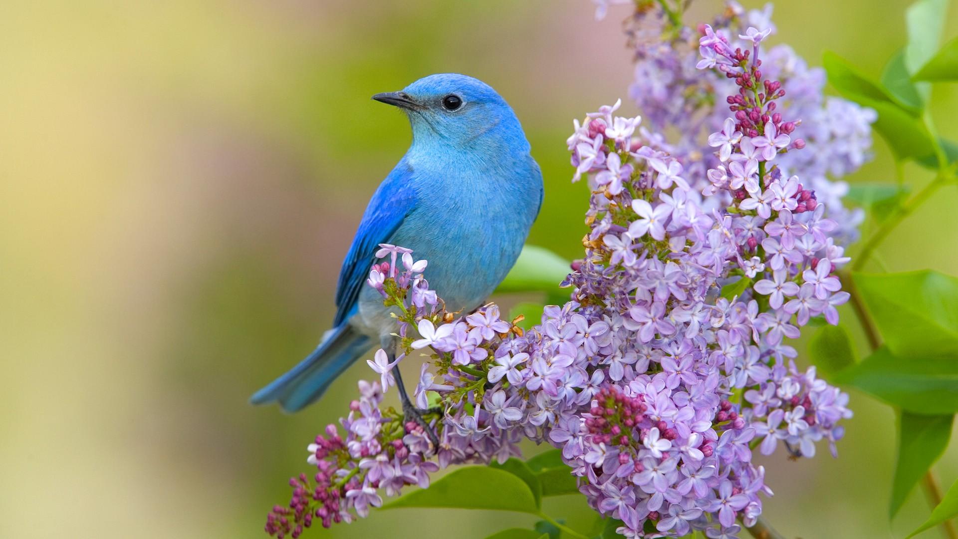 1920x1080 Birds Wallpaper 7 X 1080