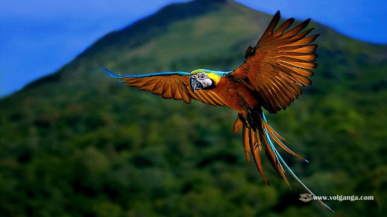 1280x720 Wallpaper Beautiful Flying Birds Image