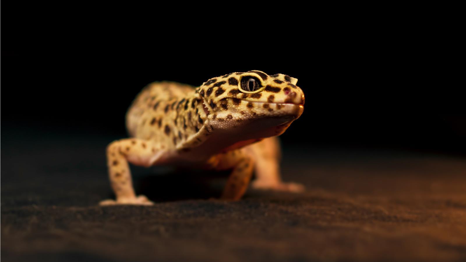 Leopard Gecko Pictures  Download Free Images on Unsplash