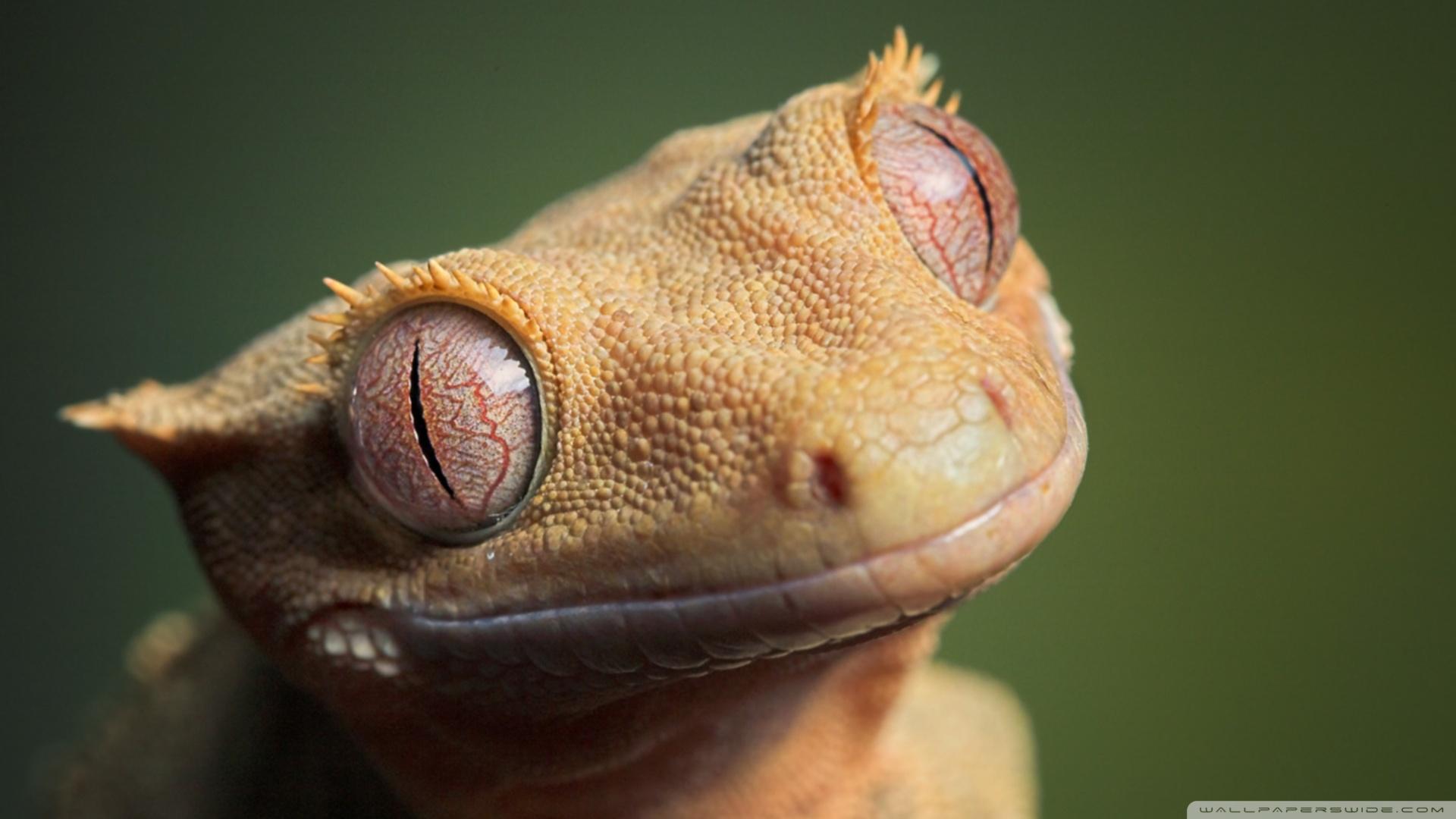 1920x1080 Cute Crested Gecko ❤ 4K HD Desktop Wallpaper for 4K Ultra HD TV