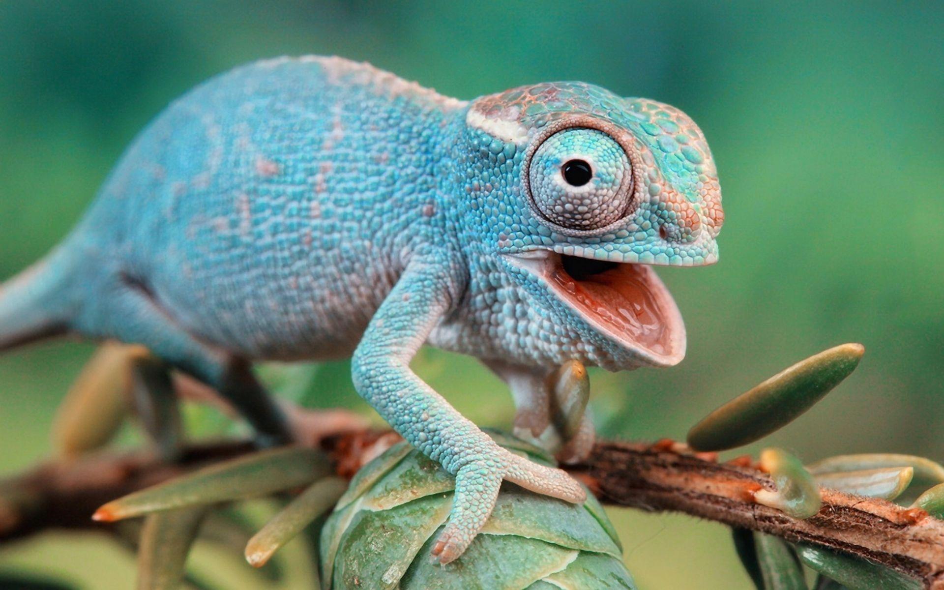 1920x1200 Gecko Wallpaper 8 X 1200
