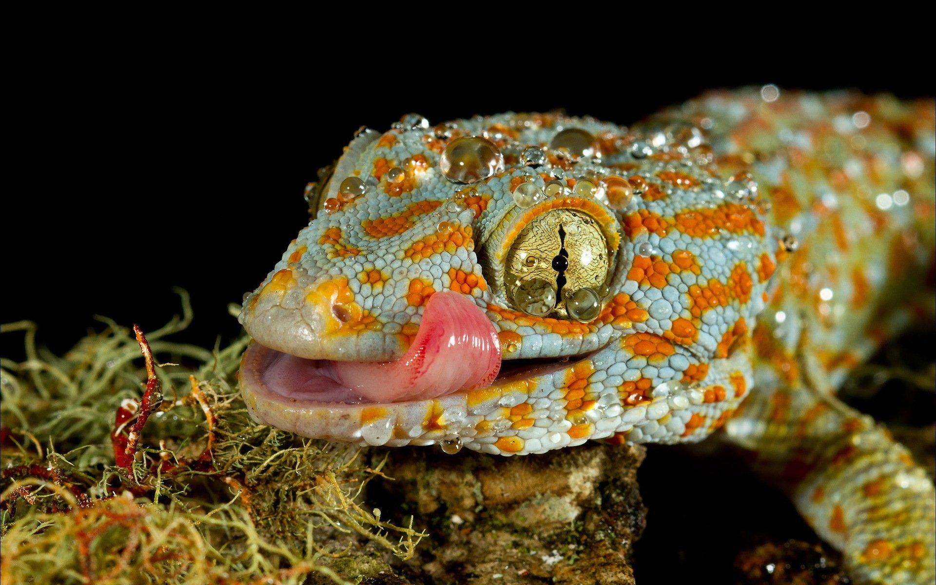 1920x1200 Gecko HD Wallpaper and Background Image