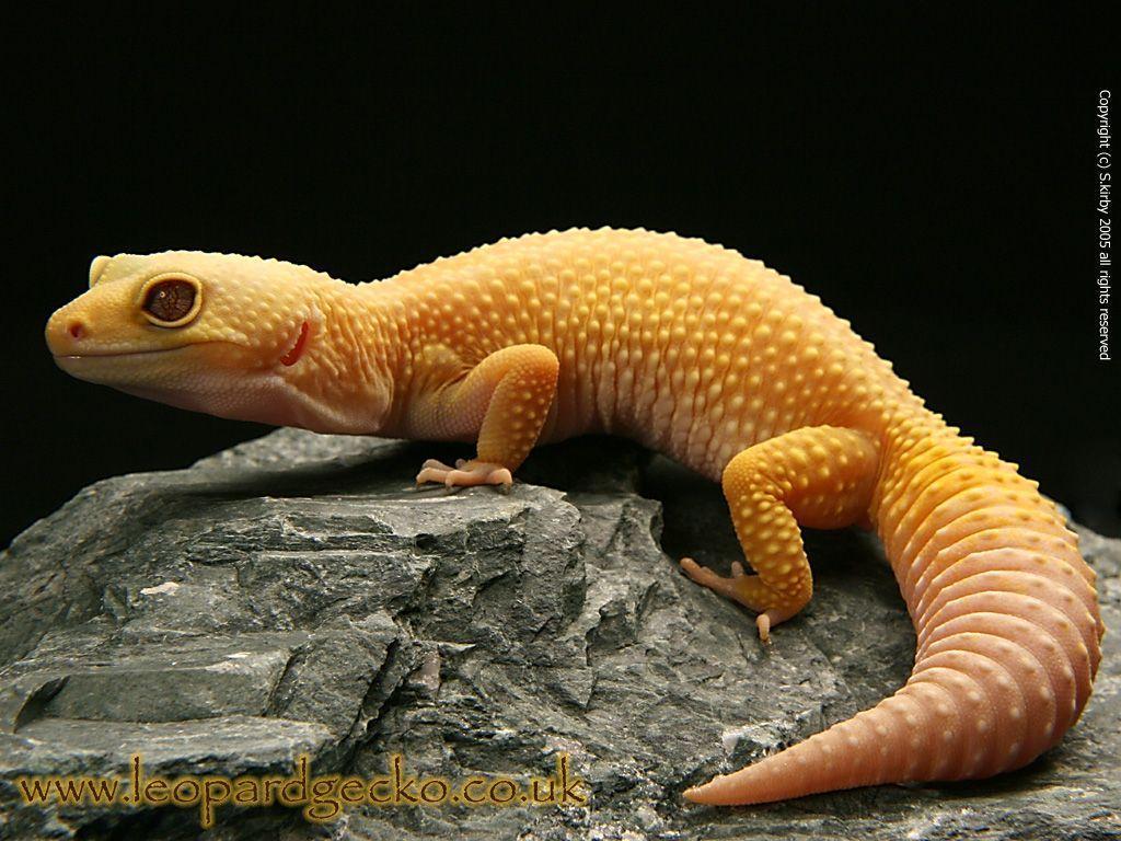 1024x768 1024x768px Leopard Gecko Wallpaper