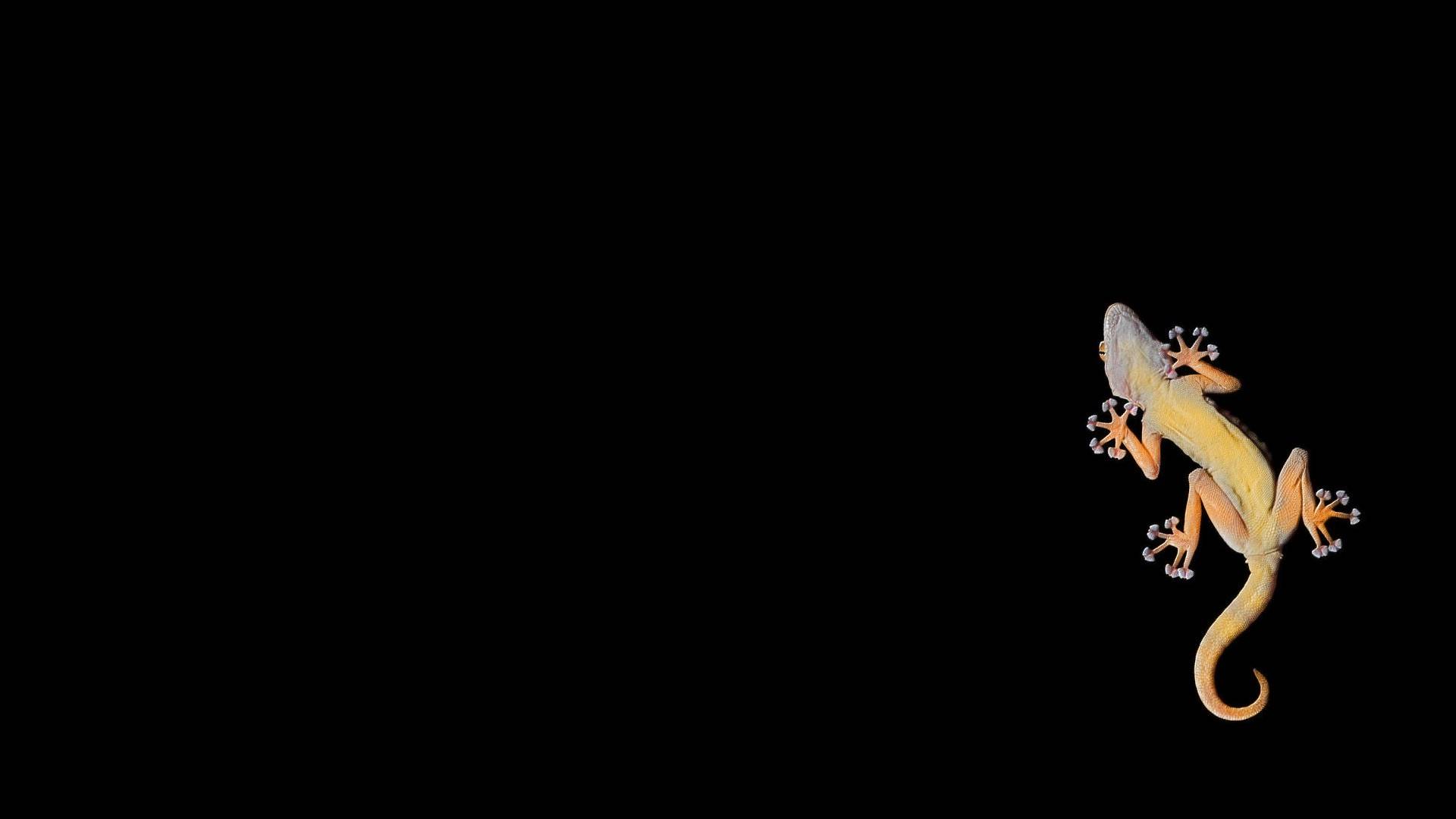 1920x1080 Gecko Wallpaper