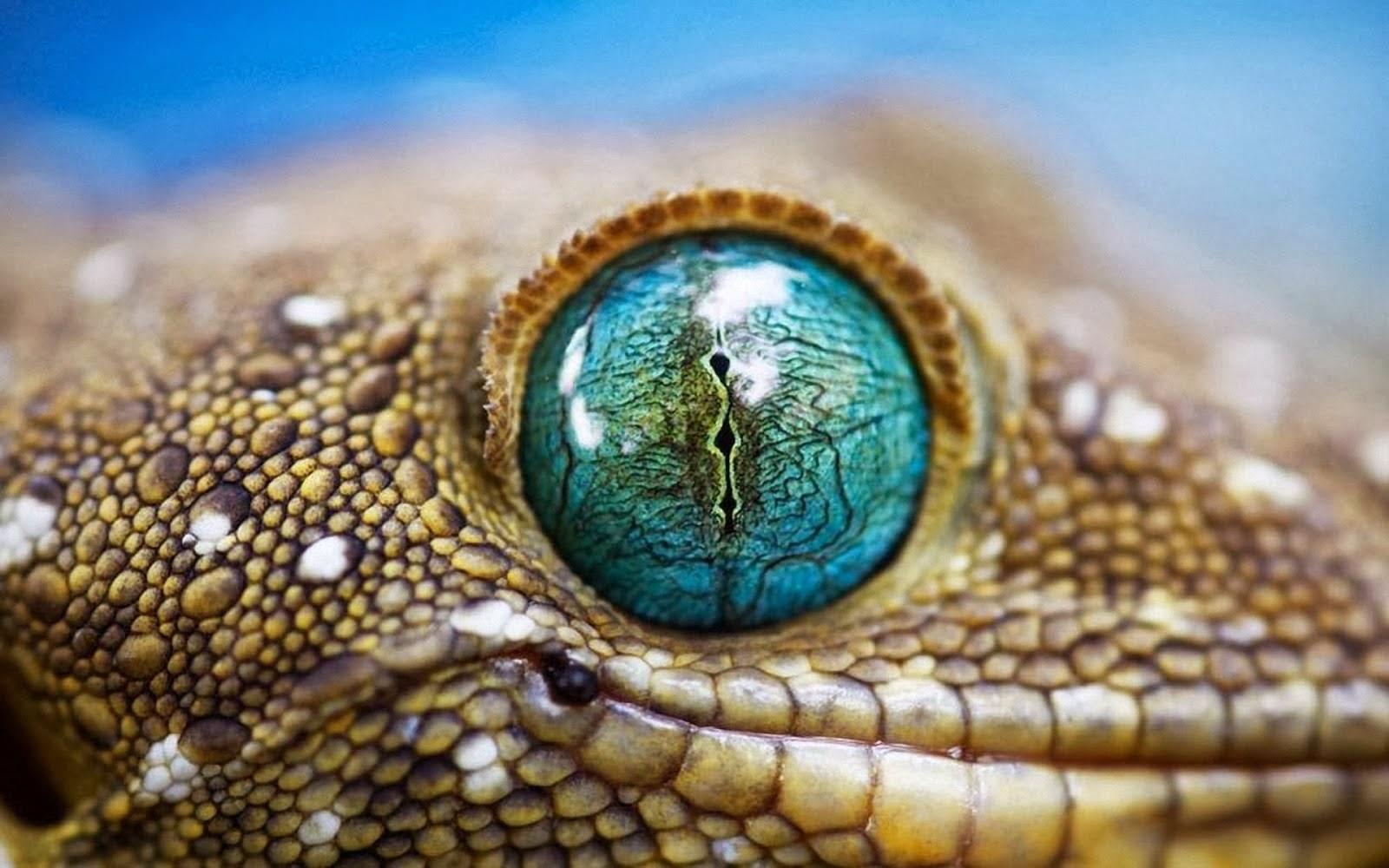 1600x1000 Gecko Wallpaper 16 X 1000