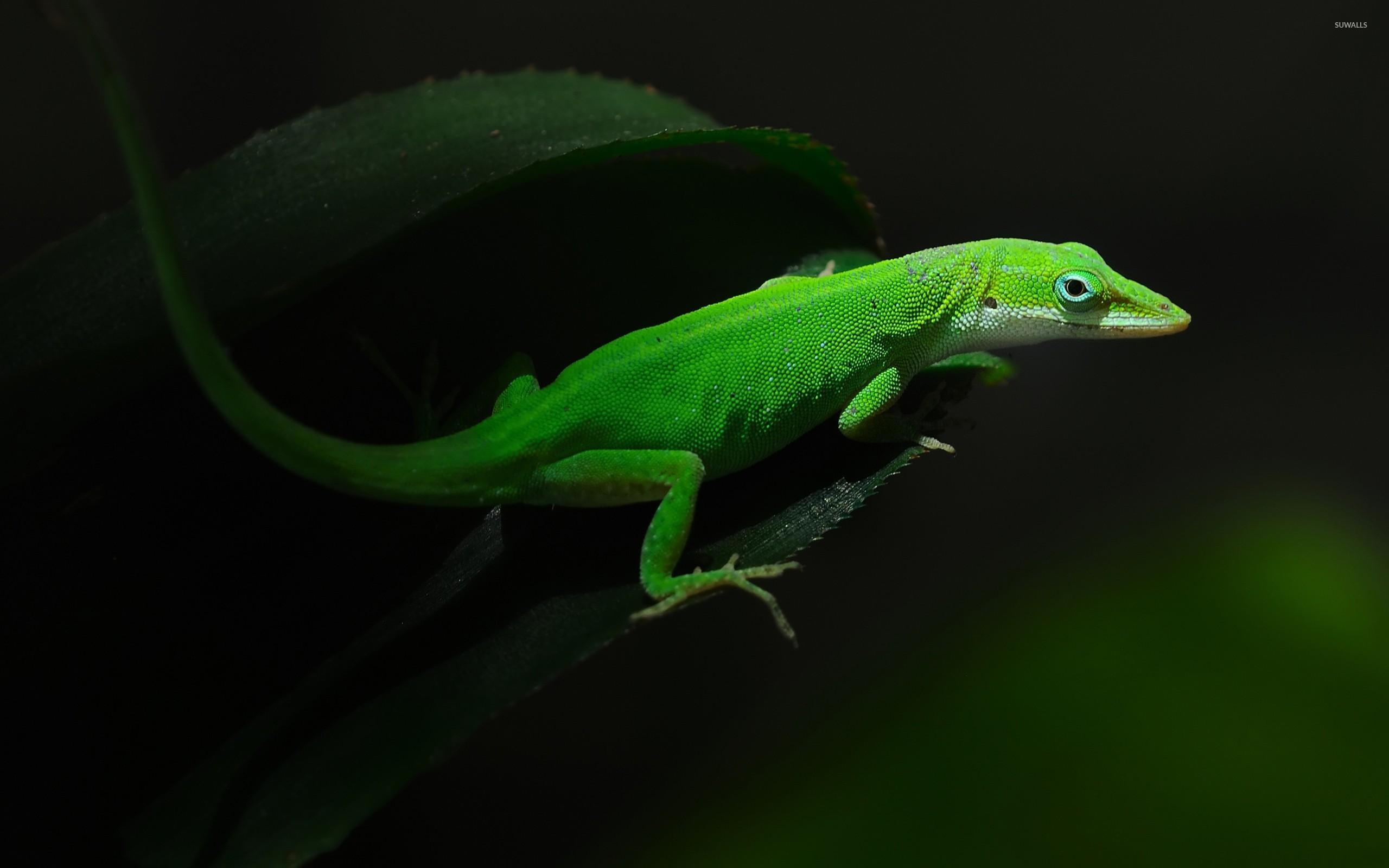 2560x1600 Gecko wallpaper wallpaper