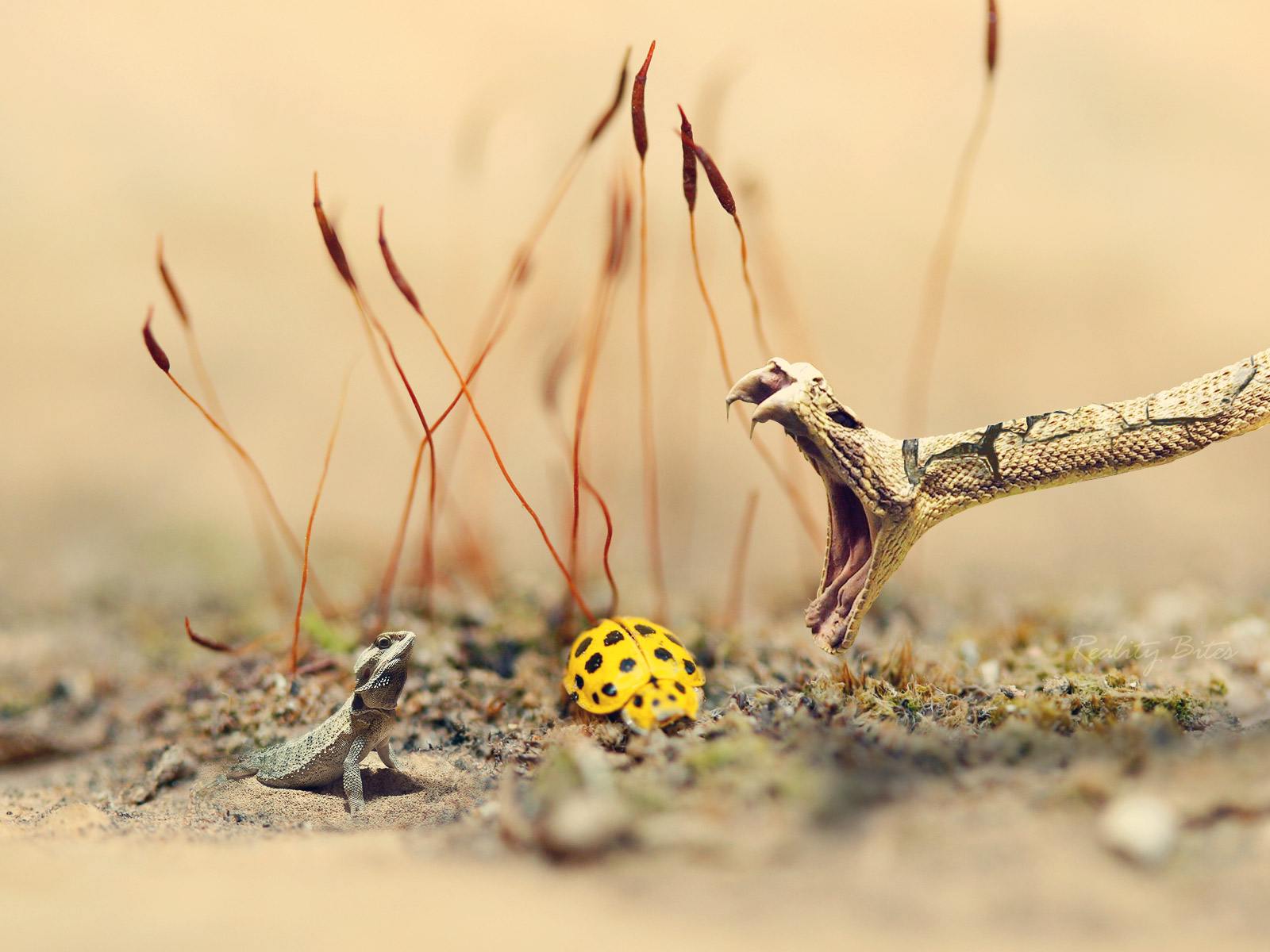 1600x1200 Gecko Wallpaper Widescreen R9352. ZyZiXuN E Journal