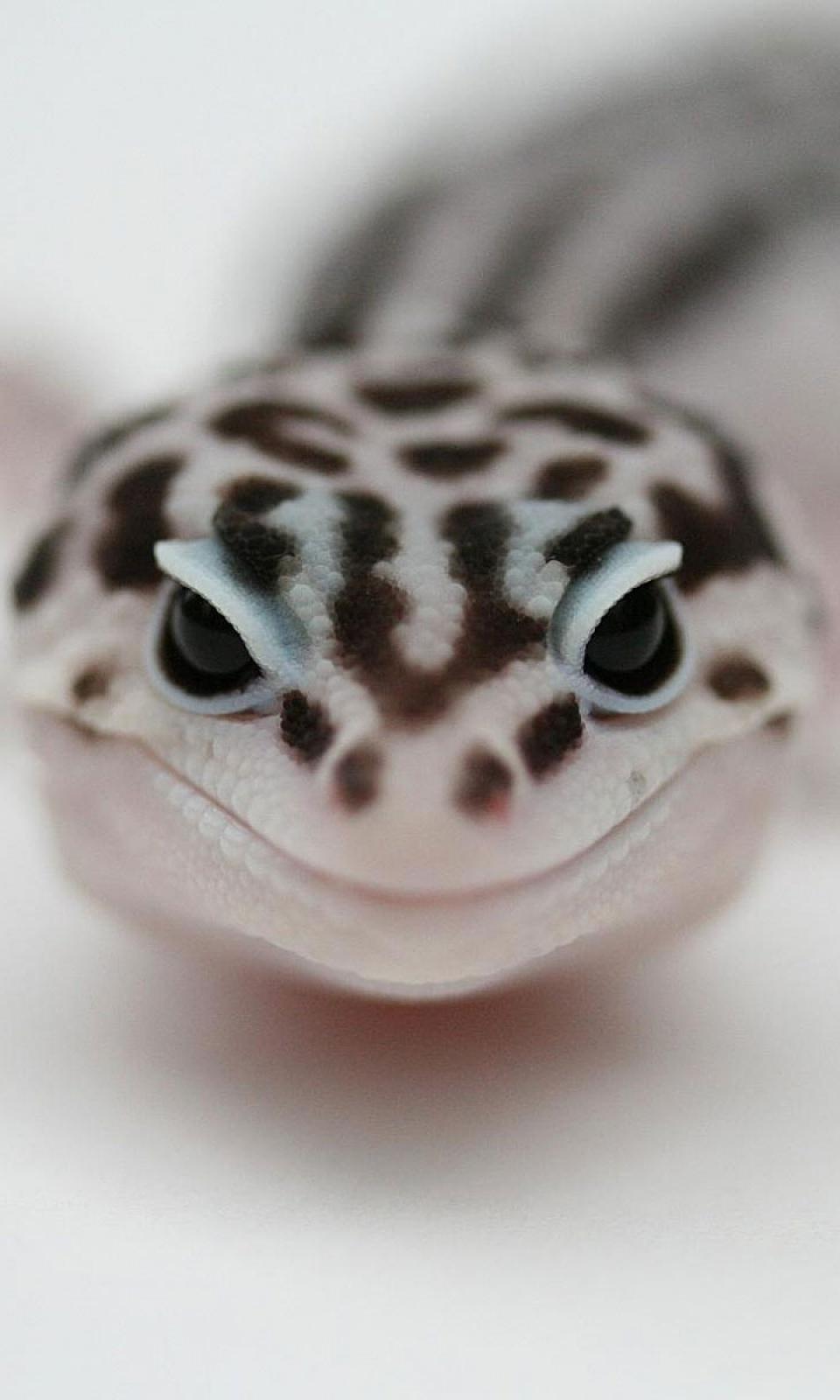 960x1600 Leopard Gecko Wallpaper, By May Barnett