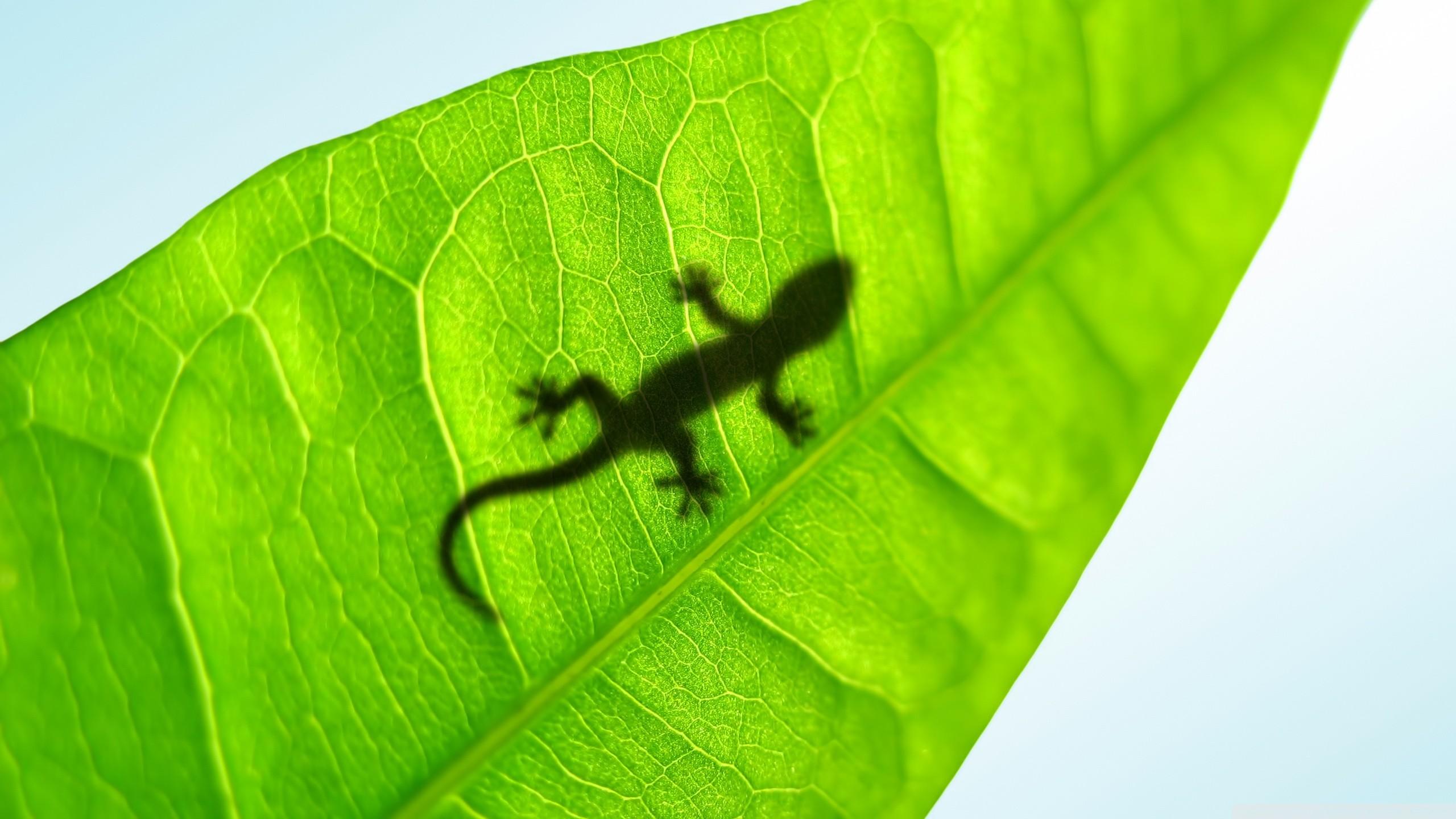 2560x1440 Gecko Wallpaper