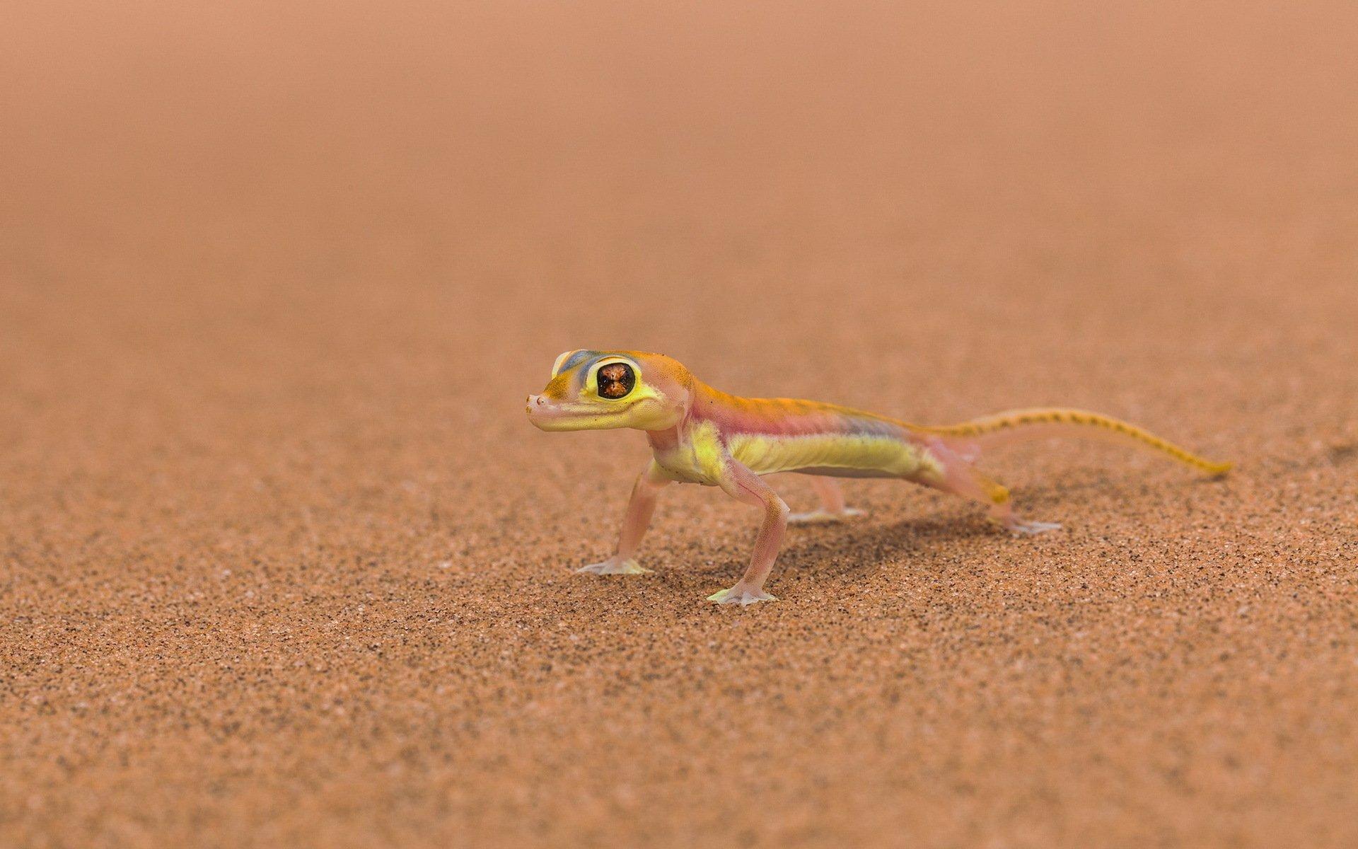 1920x1200 Gecko HD Wallpaper and Background Image