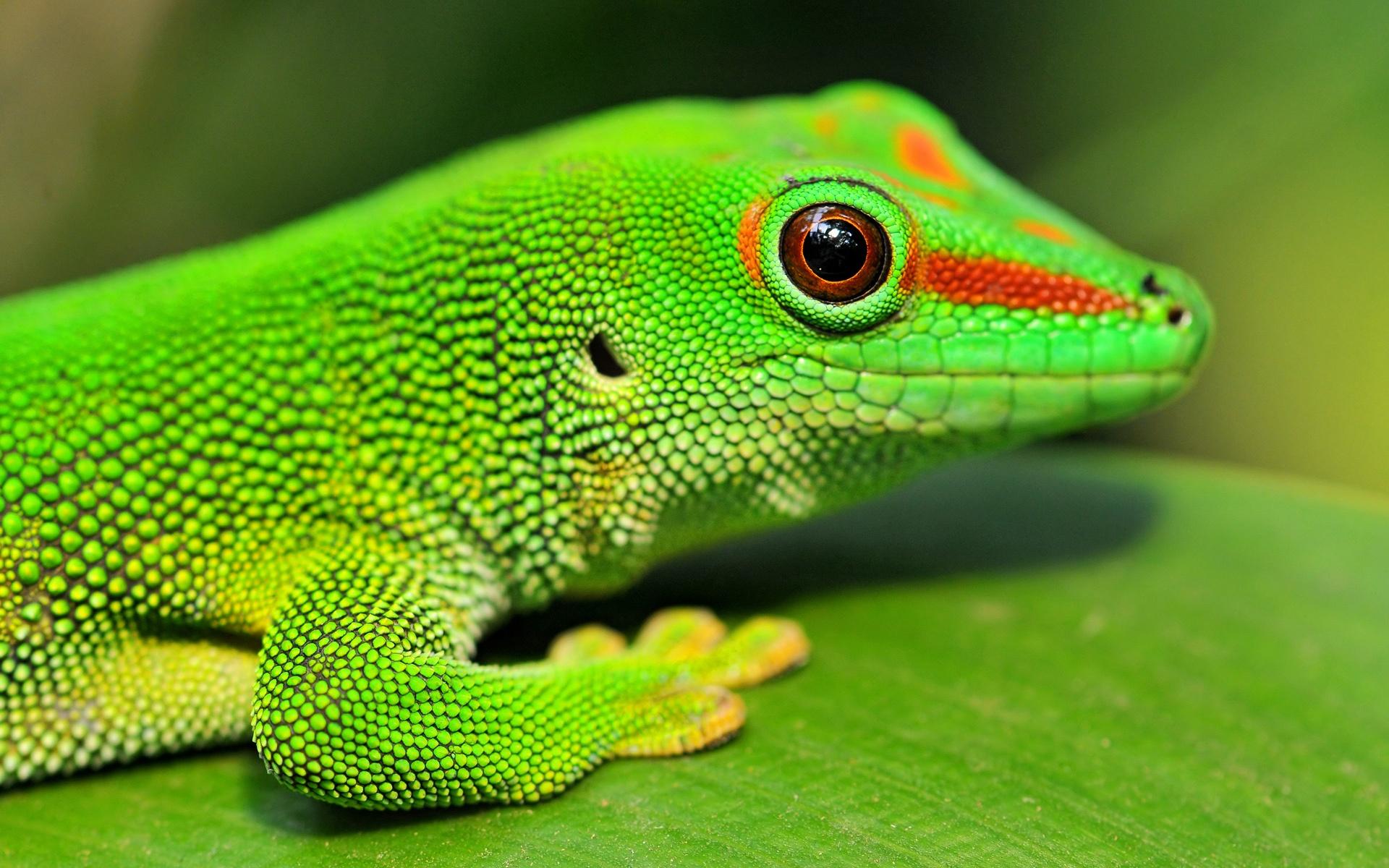 1920x1200 Gecko iPad Wallpaper, Gecko Wallpaper