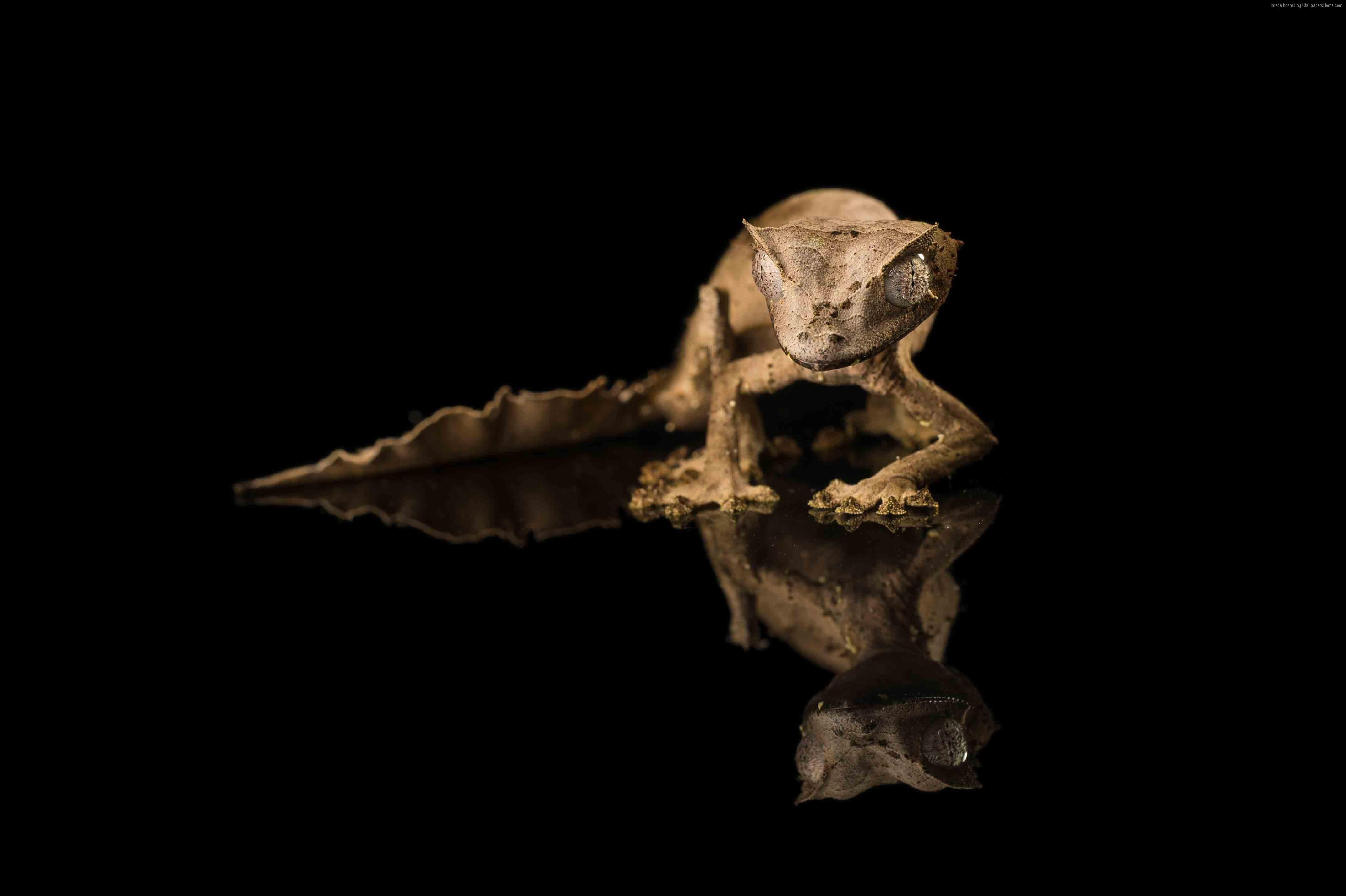 4284x2852 Gecko Wallpaper PC G38E4F. ZyZiXuN E Journal