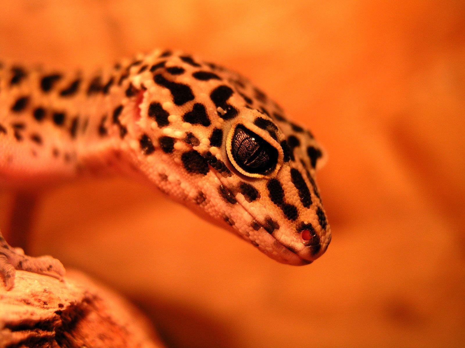 1600x1200 Leopard Gecko Wallpaper Wallpaper × Leopard Gecko. geckos. Pets