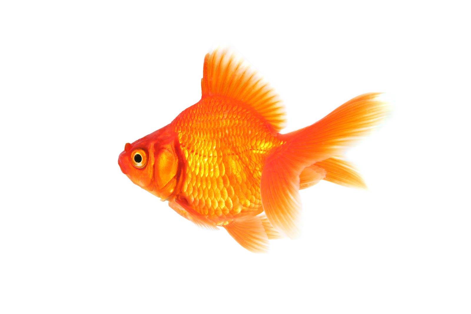 1600x1067 Free Goldfish Wallpaper download