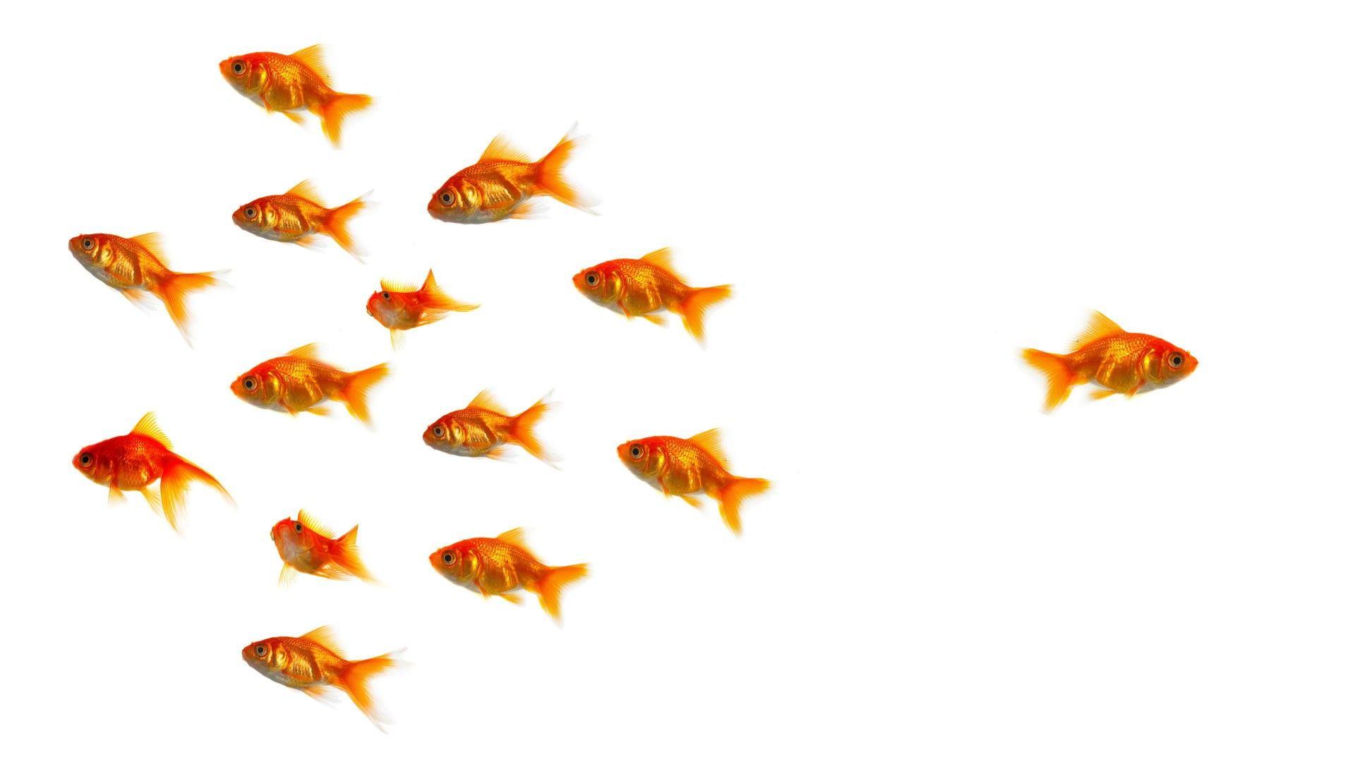 1920x1080 Goldfish Wallpaper Deskx1080 px