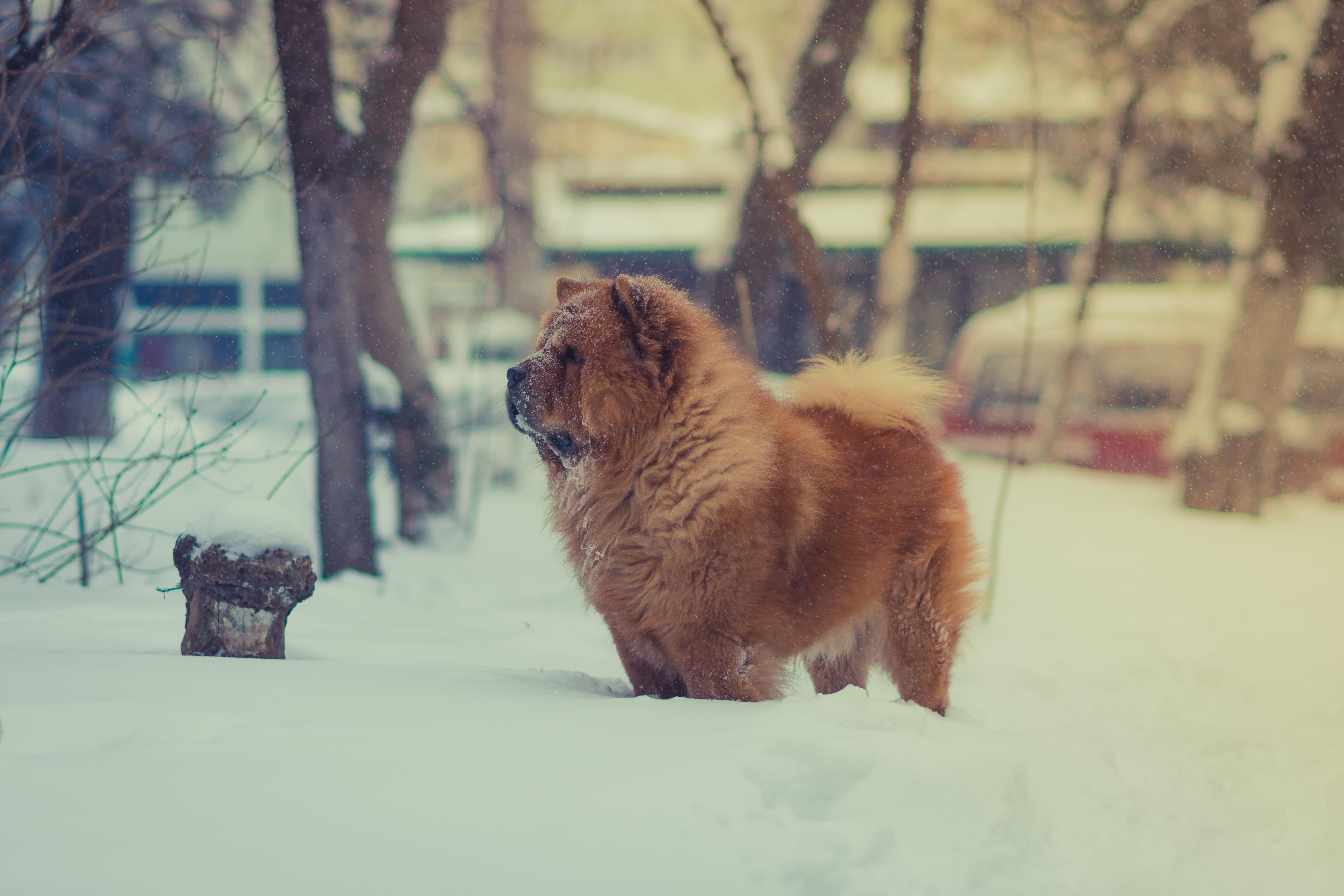 6000x4000 Chow Chow HD Wallpaper and Background Image