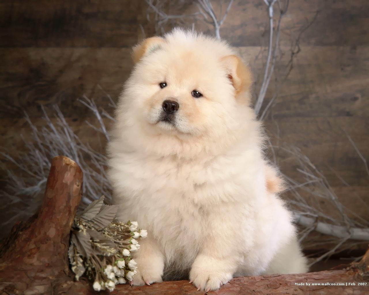 1280x1024 Chow Chow Wallpaper