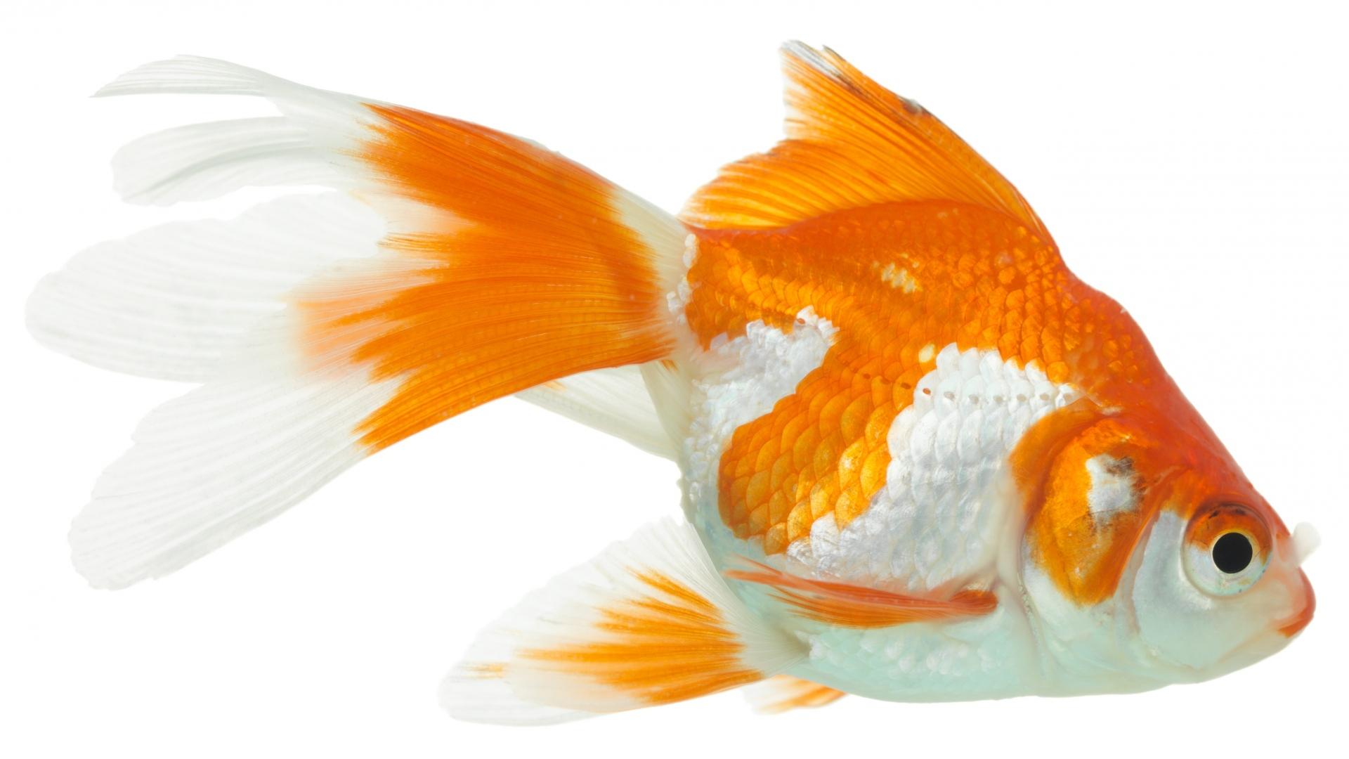 1920x1080 Goldfish Wallpaper 1920x #M7XZLY4