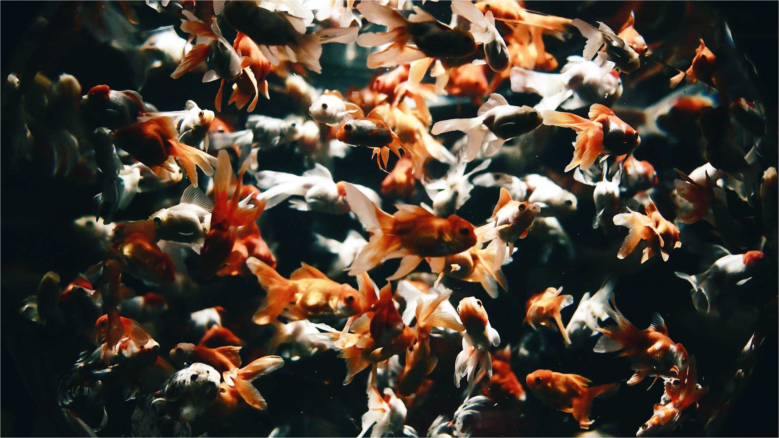 2562x1442 HDQ Cover Wallpaper: Goldfish Wallpaper, Goldfish Image
