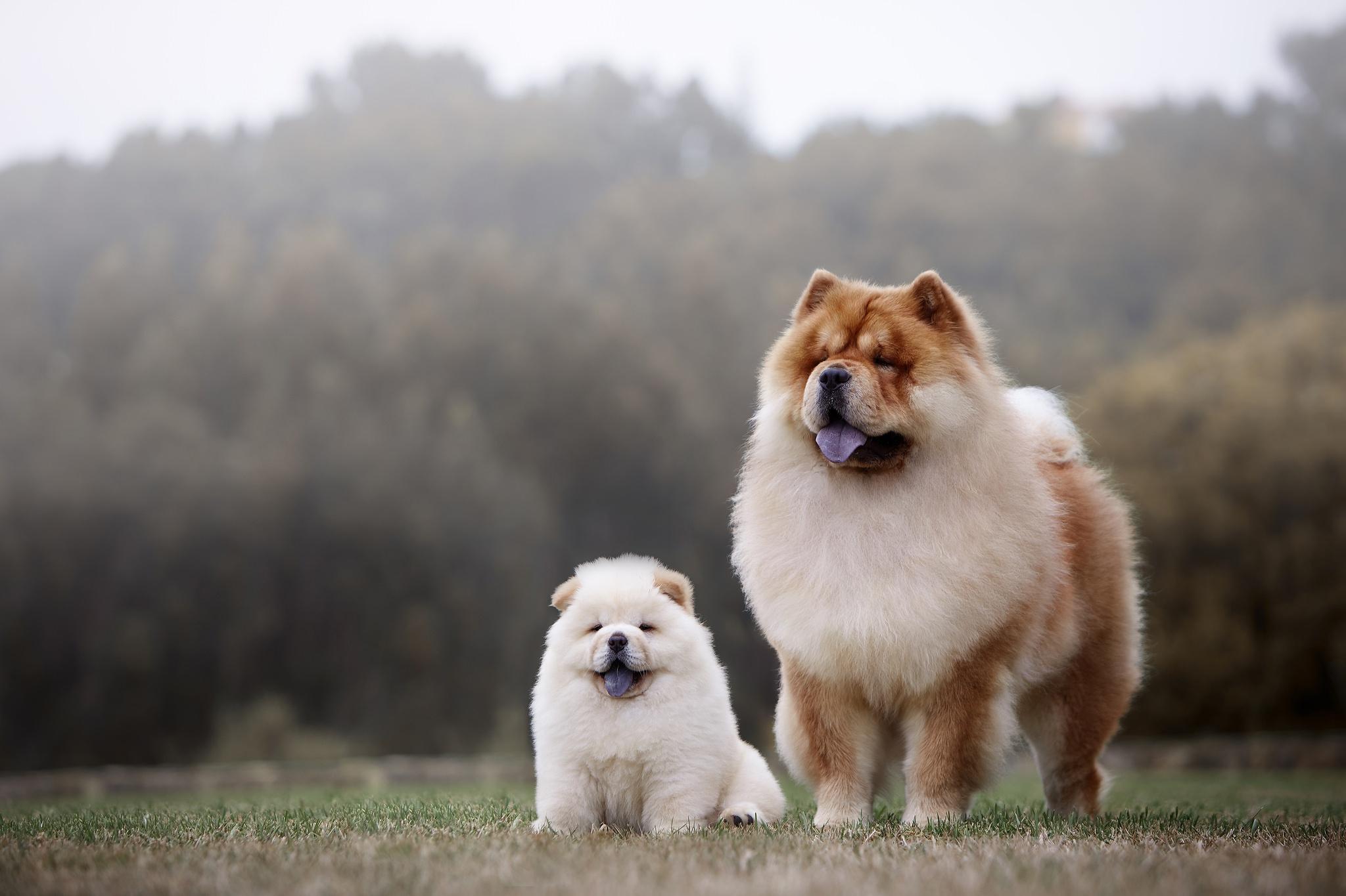 2048x1365 Chow Chow HD Wallpaper