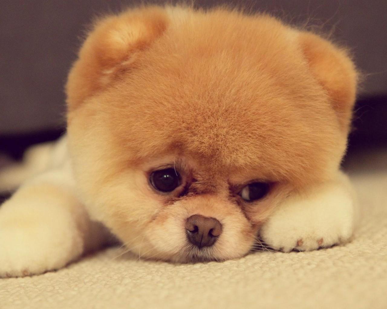 1280x1024 Computer Chow Chow Wallpaper, Desktop Background 1280x1024px Id