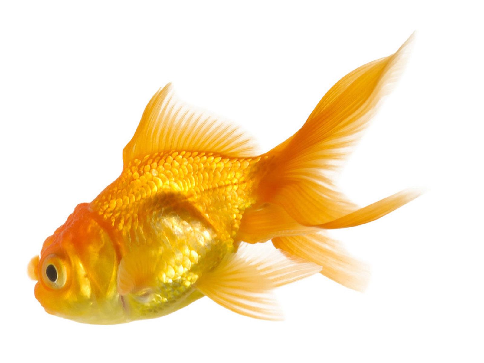 1600x1200 gold fish wallpaper