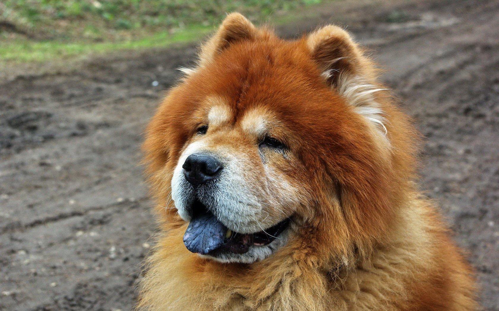 1680x1050 Chow Chow HD Wallpaper and Background Image