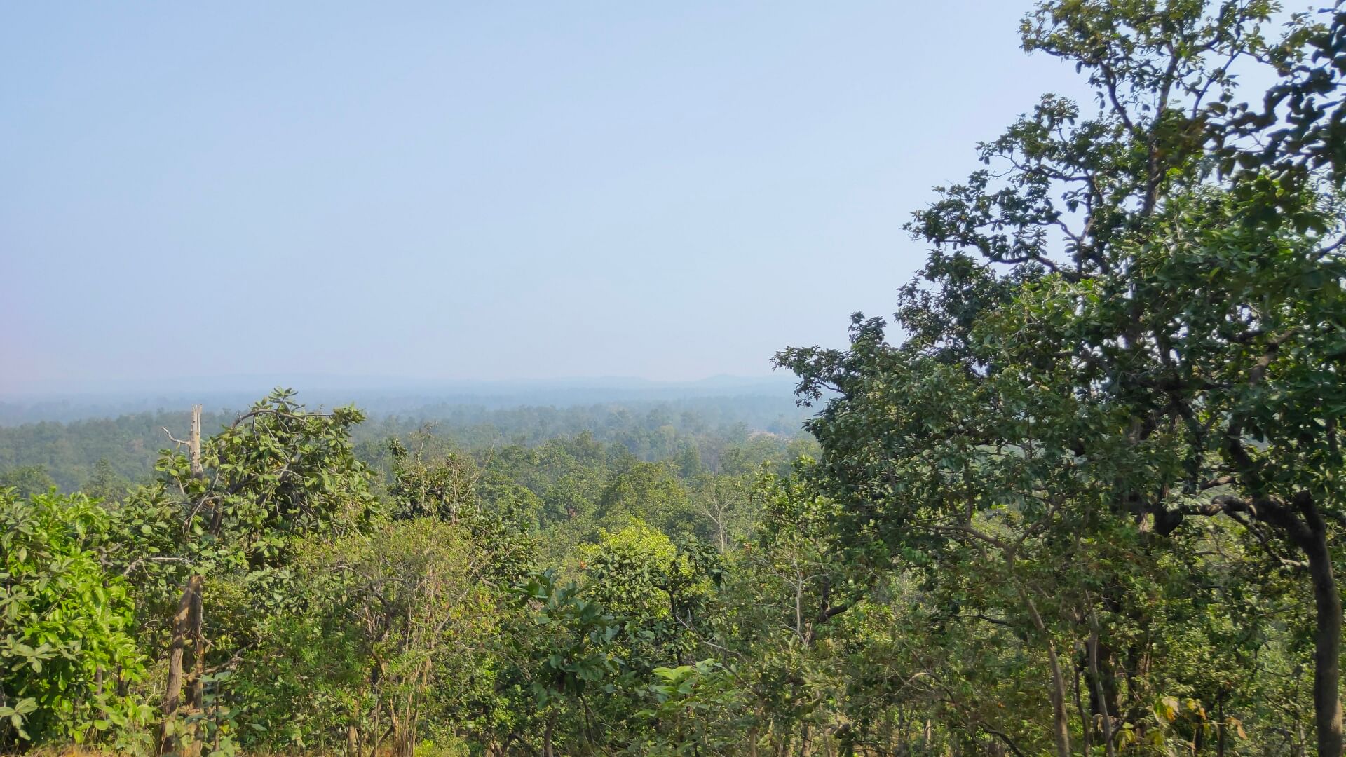1920x1080 Biodiversity report on Hasdeo Arand Forests concealed while giving clearance for mining
