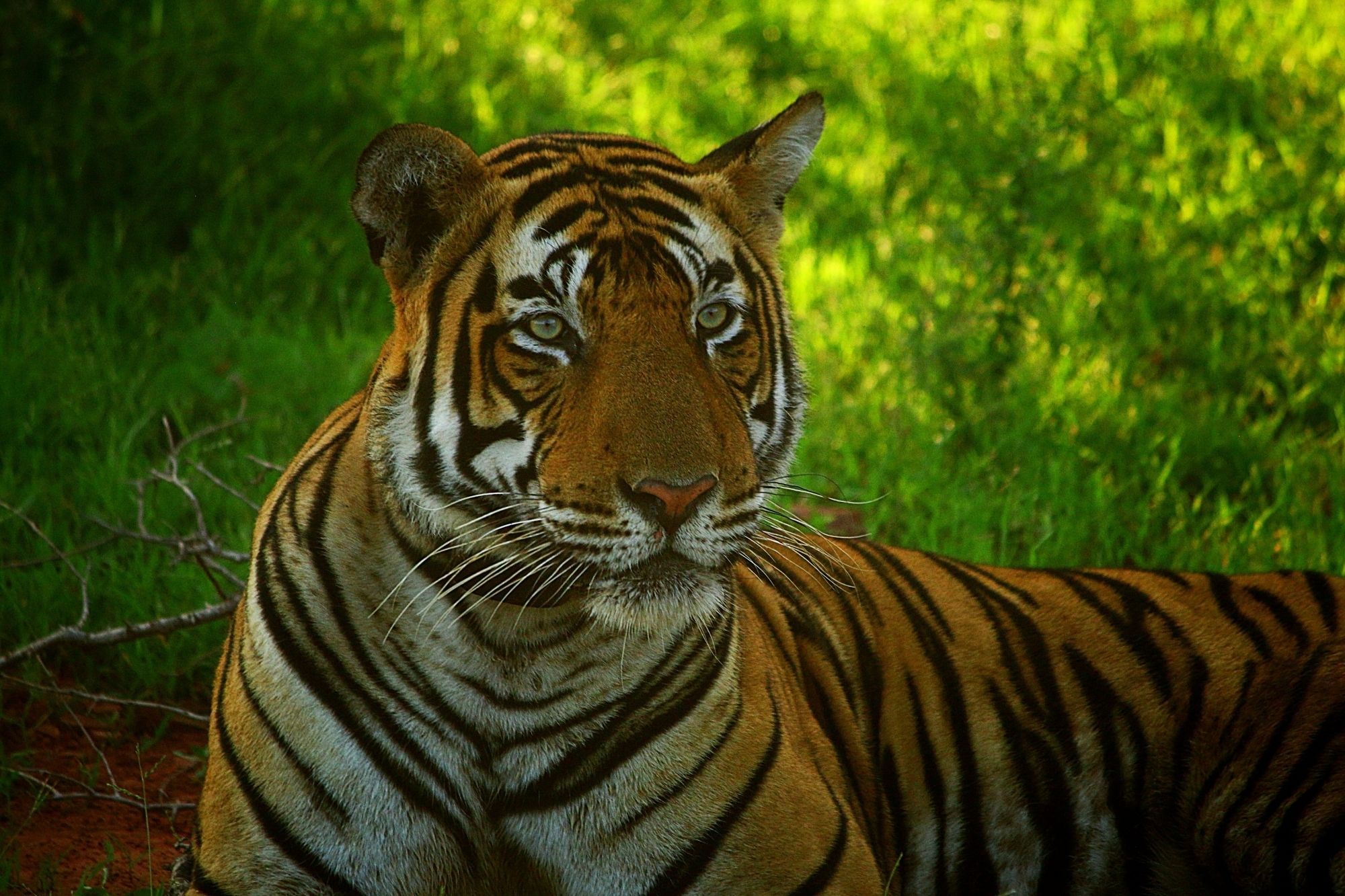2000x1333 Chhattisgarh sees tiger numbers tumble, despite spending Rs 5 cr per month