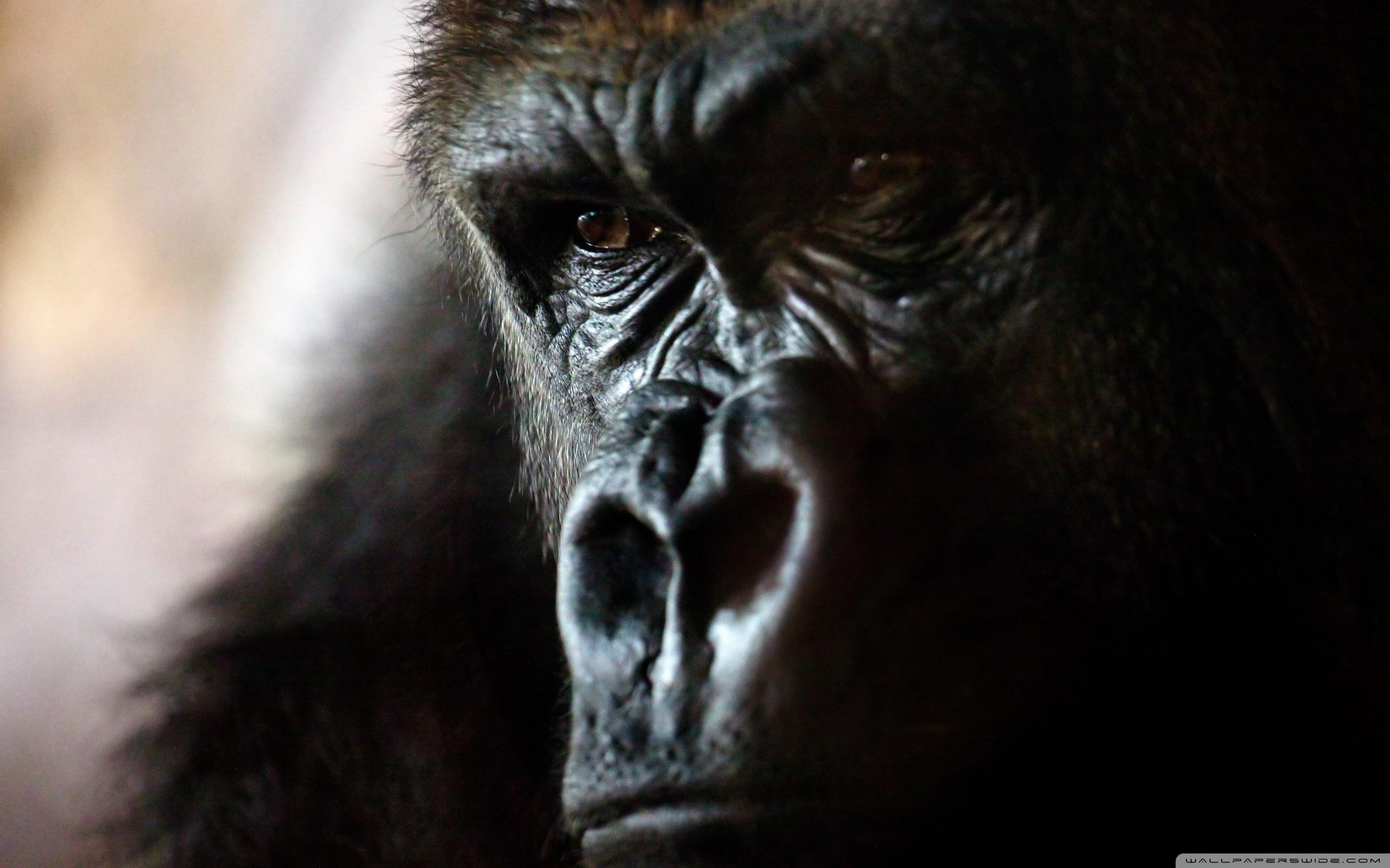 Gorilla Wallpapers Top Free Gorilla Backgrounds WallpaperAccess