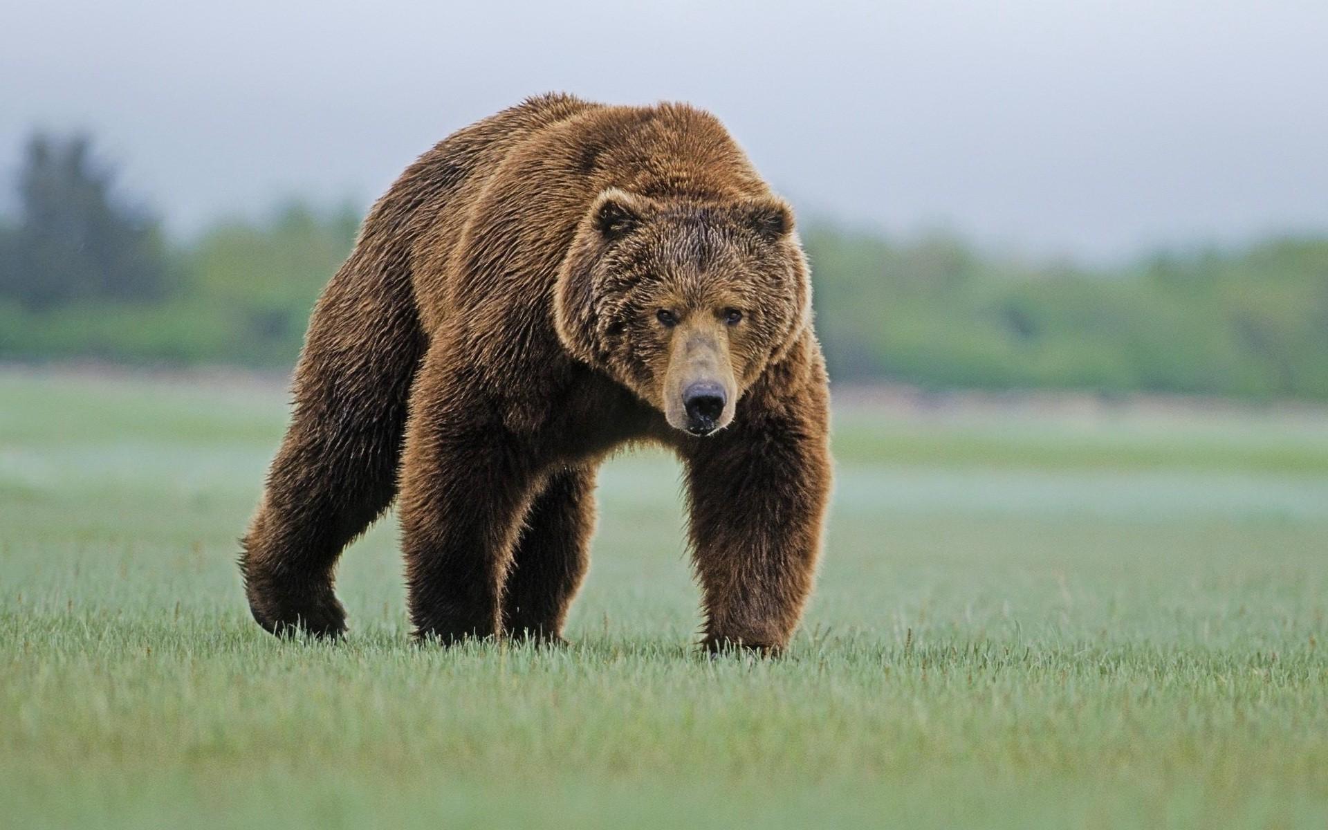1920x1200 bears, Nature, Animals, Grizzly Bear, Grizzly Bears Wallpaper HD / Desktop and Mobile Background