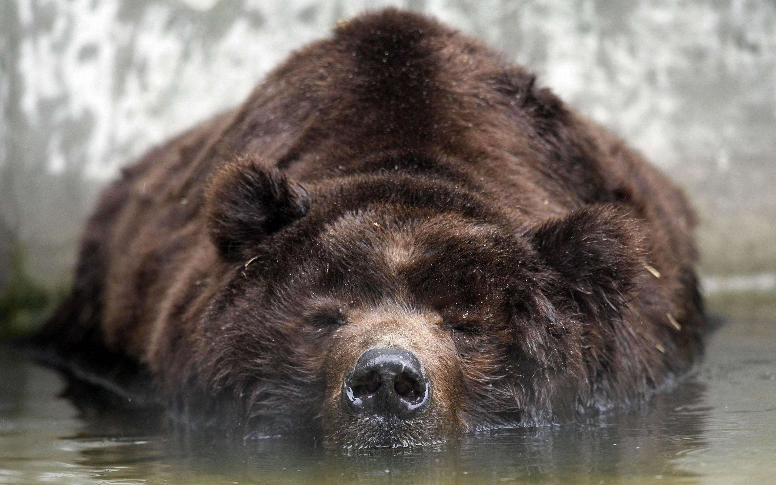 2560x1600 Grizzly Bear