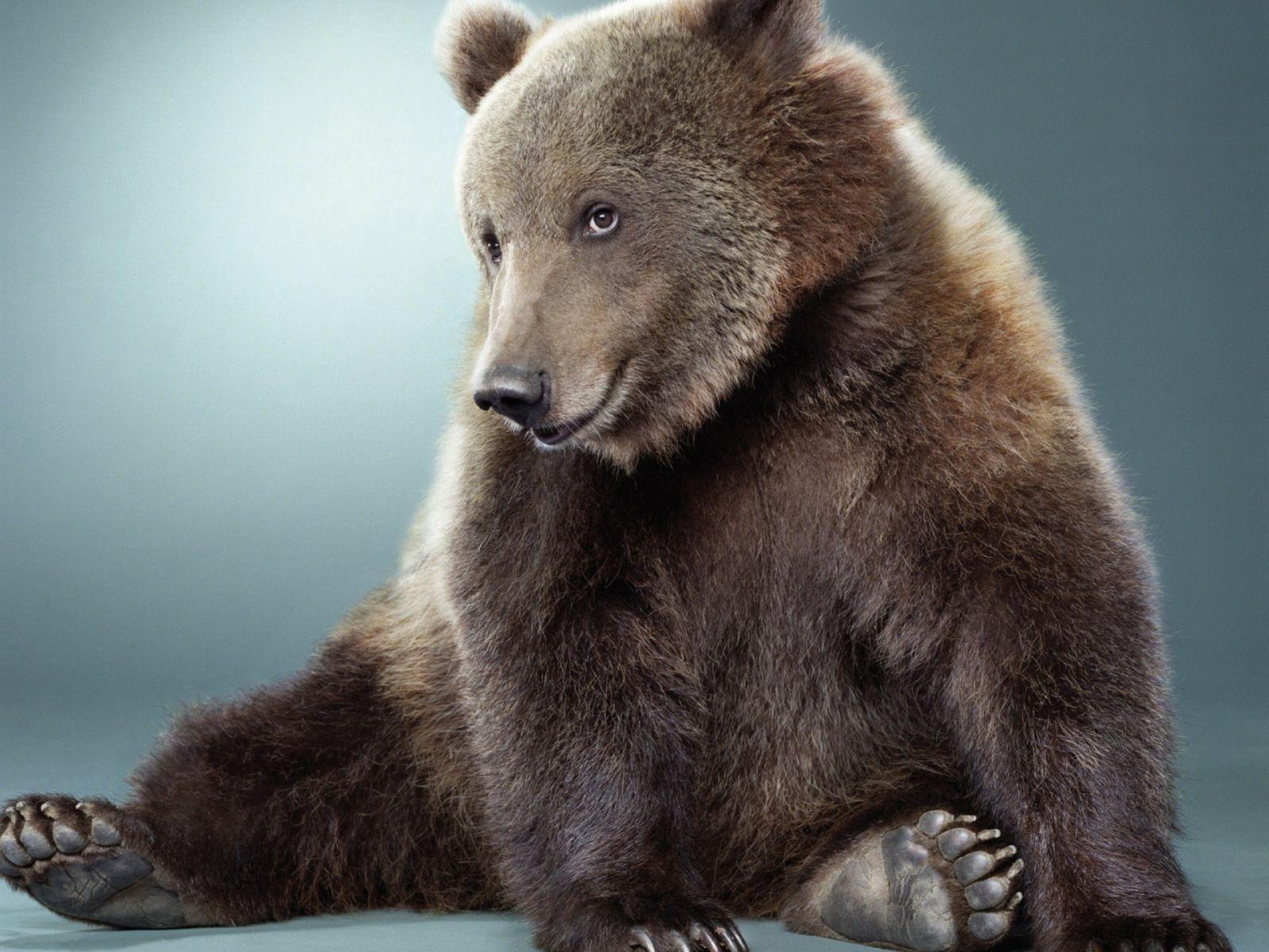 1600x1200 Cute Grizzly Bear Wallpaper. HD Animals and Birds Wallpaper for Mobile and Desktop