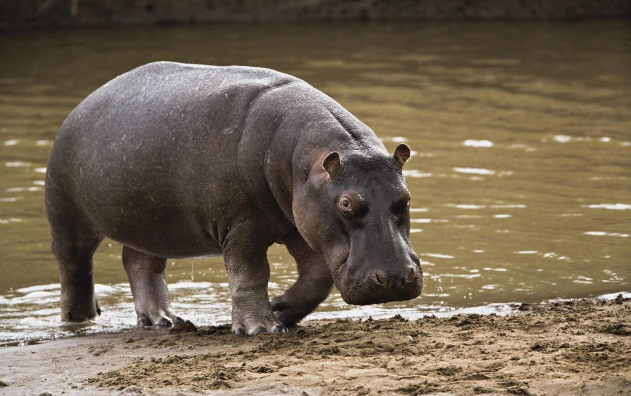 1280x804 Big Hippopotamus wallpaper. Big Hippopotamus