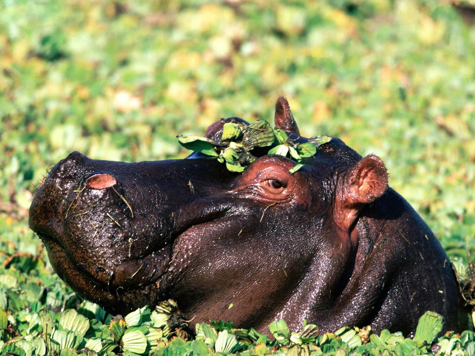 1600x1200 Hippopotamus (Hippo) Wallpaper