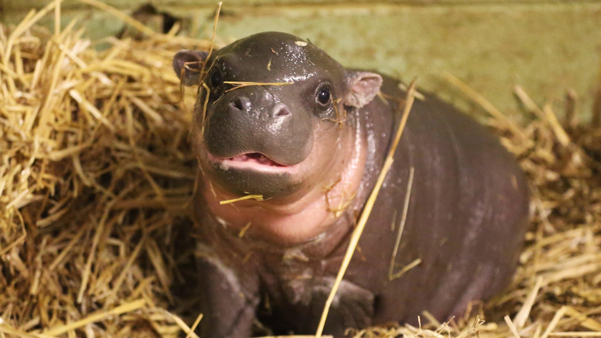 1920x1080 Pygmy hippopotamus HD