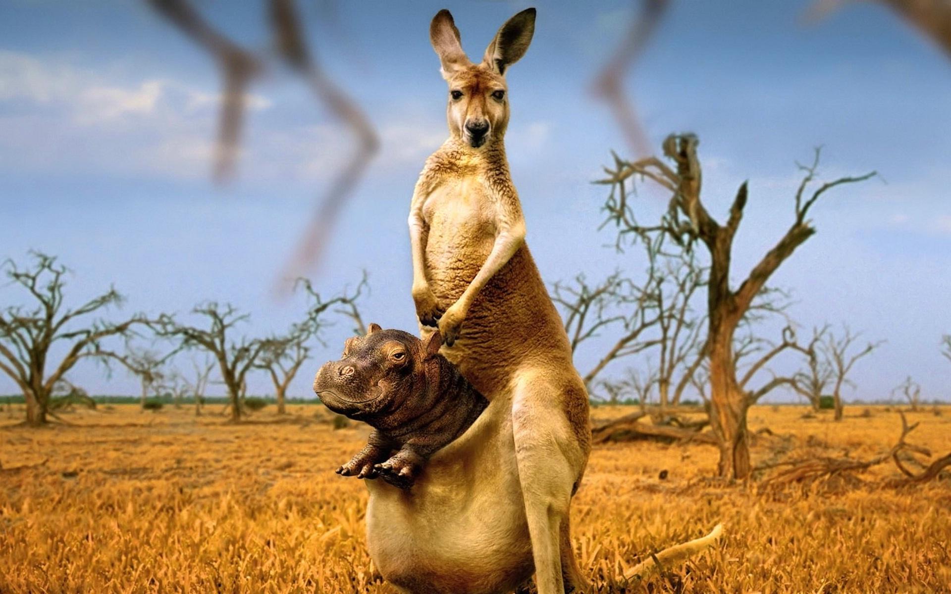 Kangaroo Wallpaper Images  Free Download on Freepik