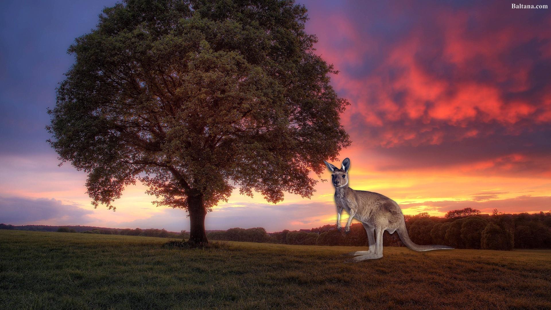 1920x1080 Kangaroo Wallpaper HD Background, Image, Pics, Photo Free