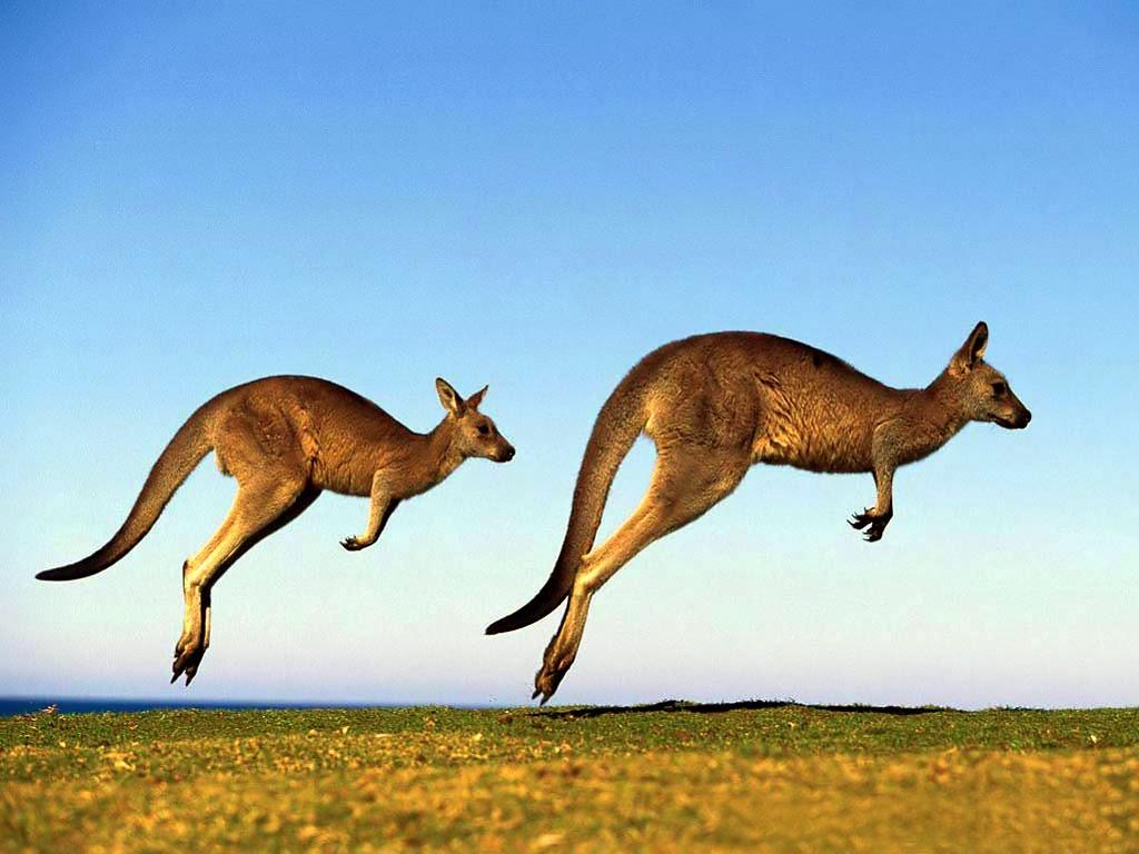 Kangaroo Wallpapers Top Free Kangaroo Backgrounds Wallpaperaccess