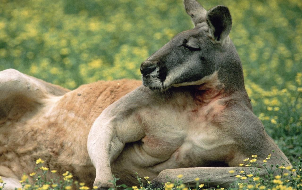 1280x804 red kangaroo wallpaper. red kangaroo