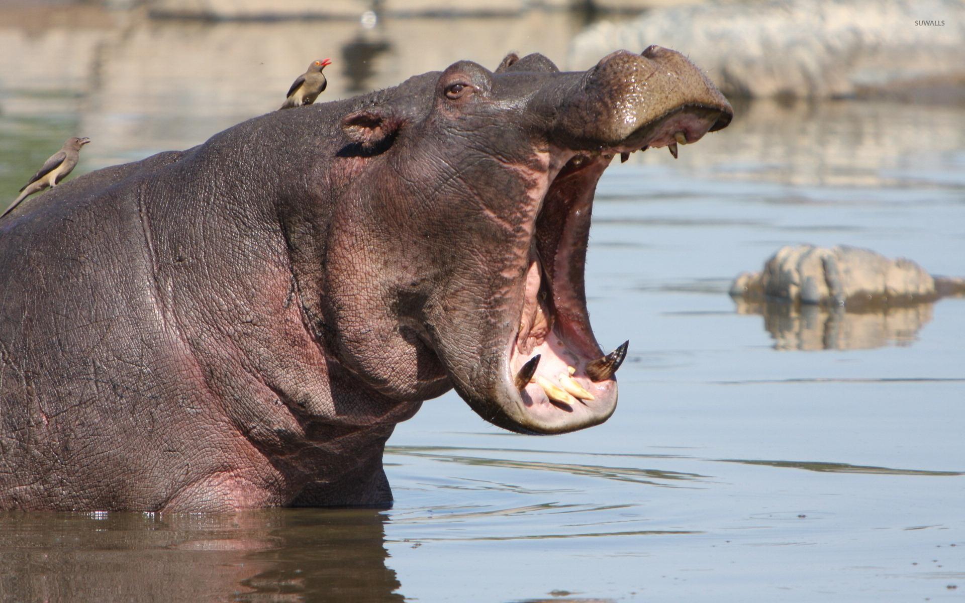 1920x1200 Hippo in water wallpaper wallpaper