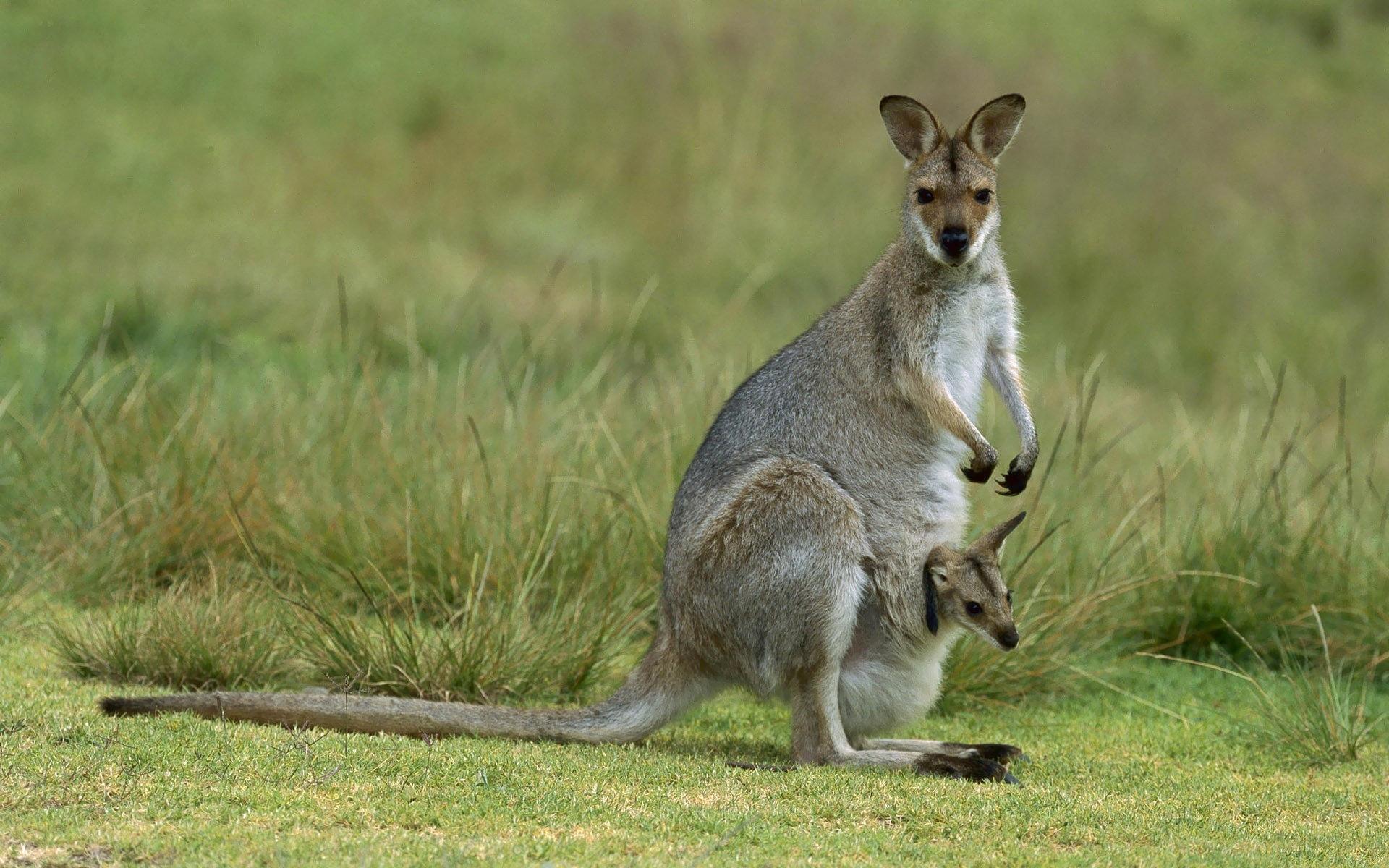 1920x1200 Kangaroo Wallpaper, Picture, Image