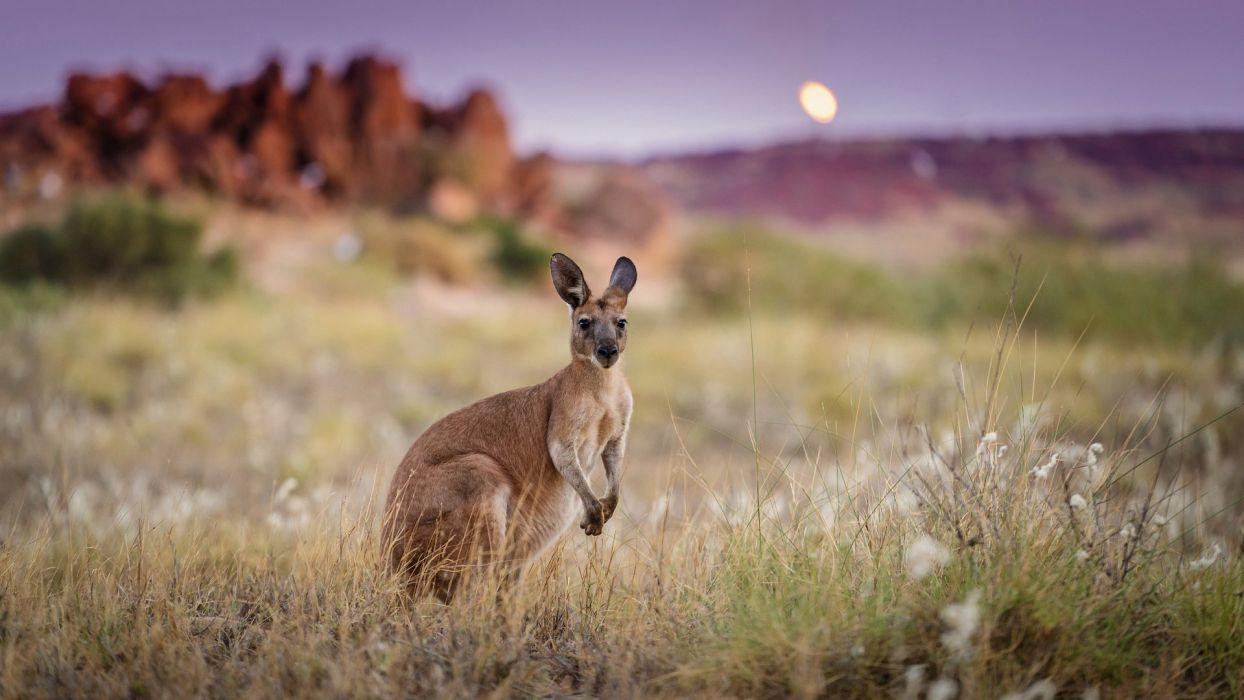 1244x700 Australia morning kangaroo wallpaperx1080