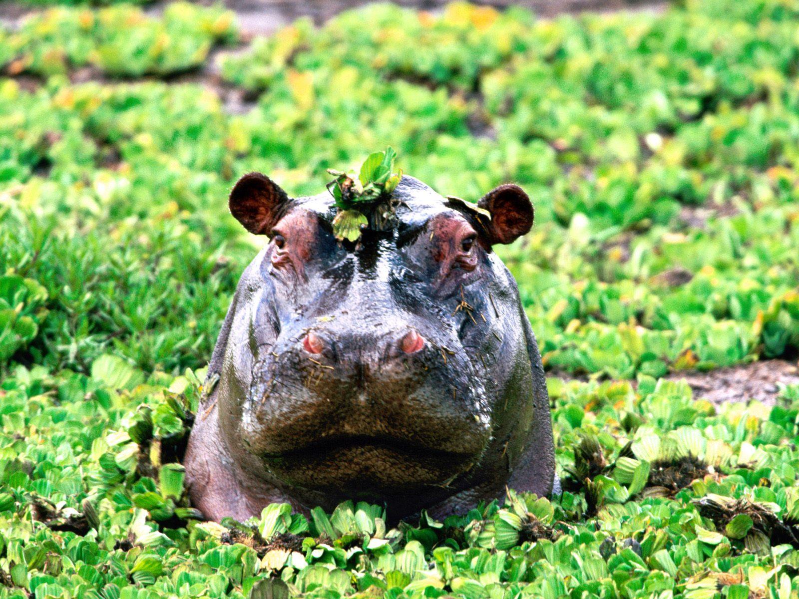 1600x1200 Hippopotamus Wallpaper. Fun Animals Wiki, Videos, Picture, Stories