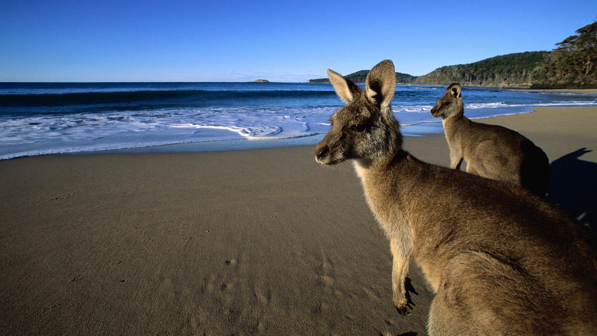 1920x1080 Kangaroo HD Wallpaper and Background Image