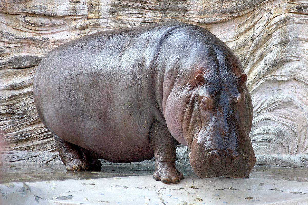 1200x800 Hippopotamus Animals Free Image High Defination Wallpaper