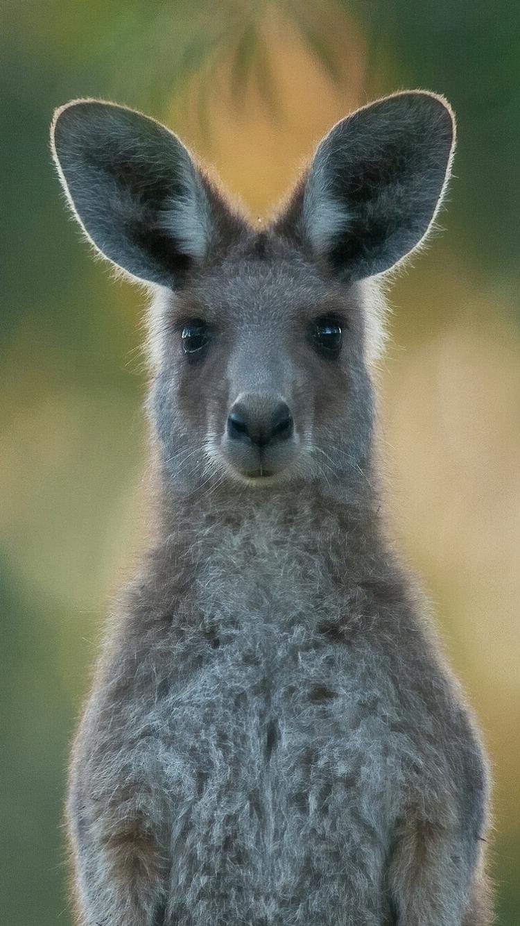 750x1334 Kangaroo Wallpaper Image Photo Picture Background